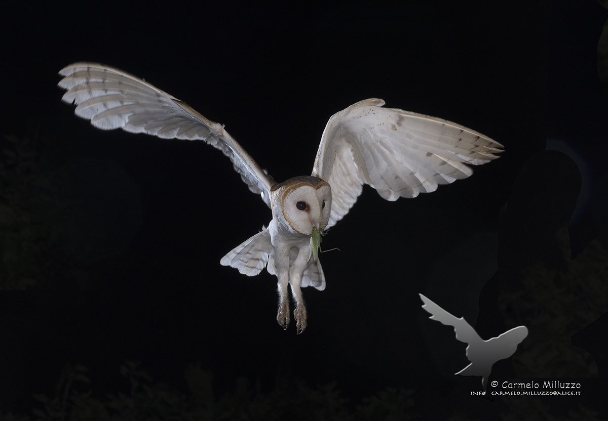 Tyto alba - Barbagianni -