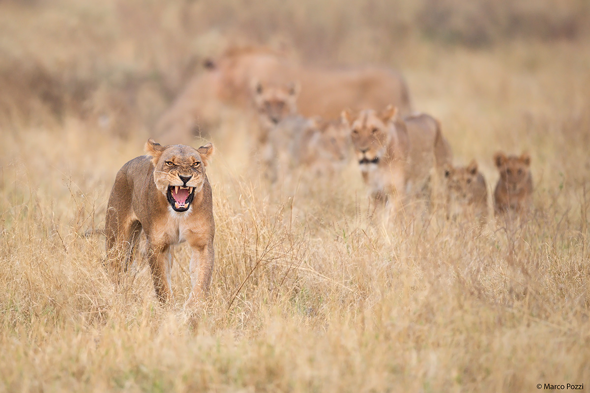 Marsh Pride in action