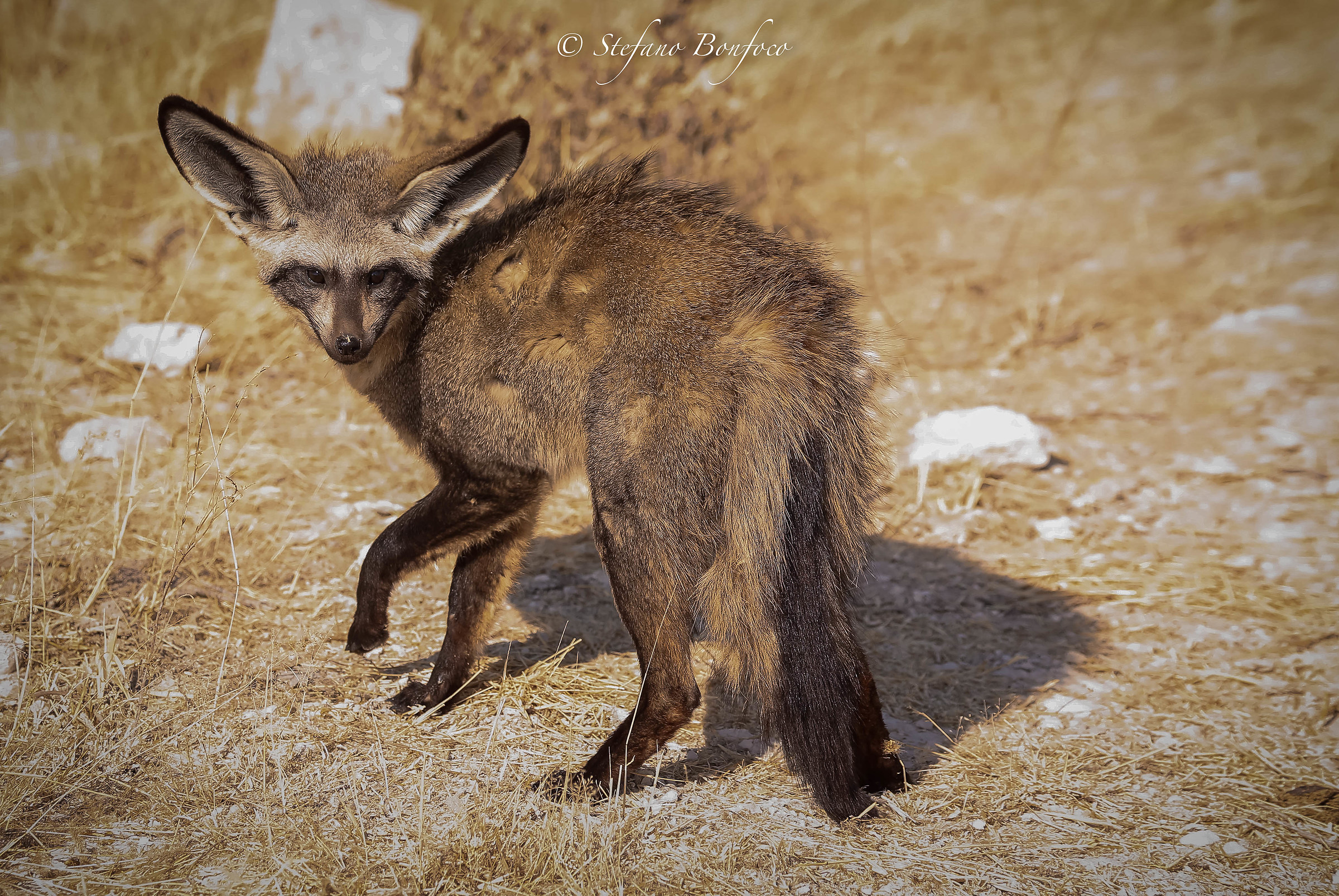 Bat-eared Fox (Otocyon megalotis)