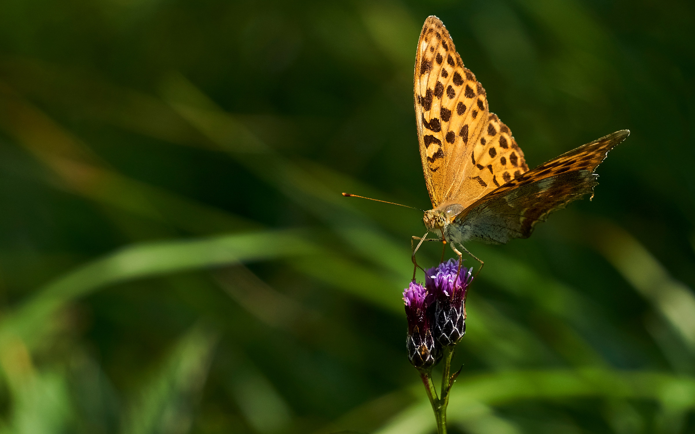 Argynnis-August 2018