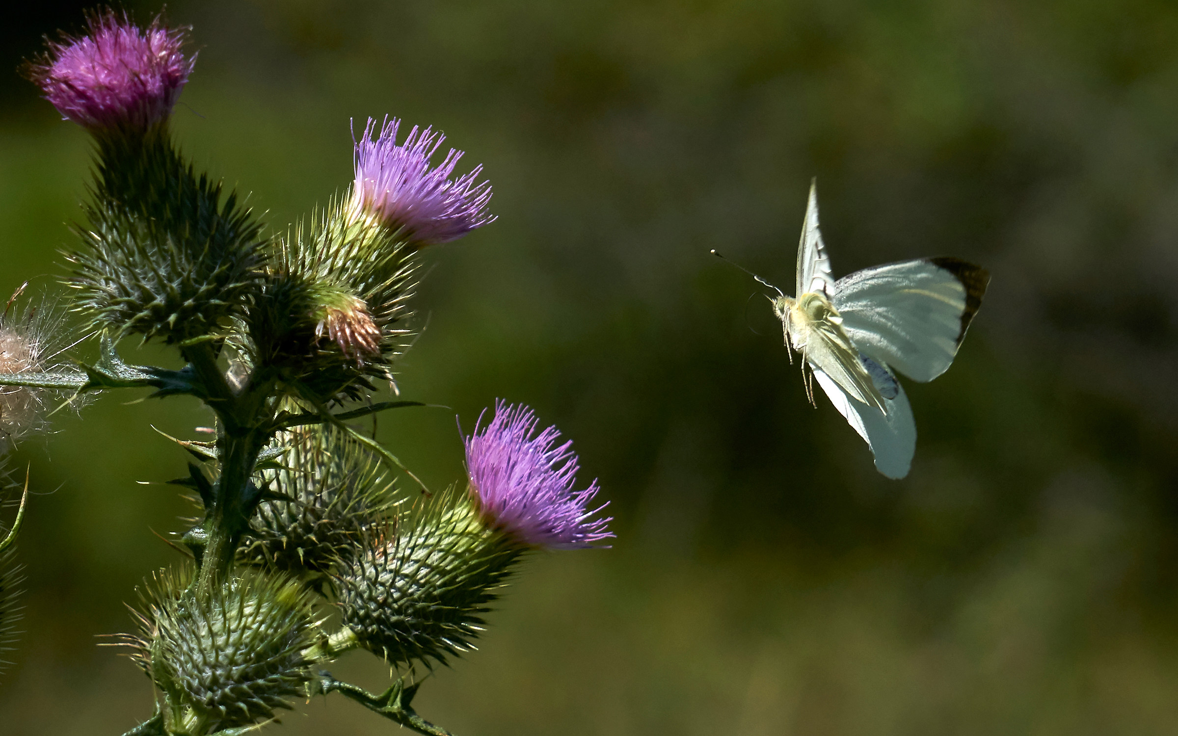 Pieride del Navone-August 2018