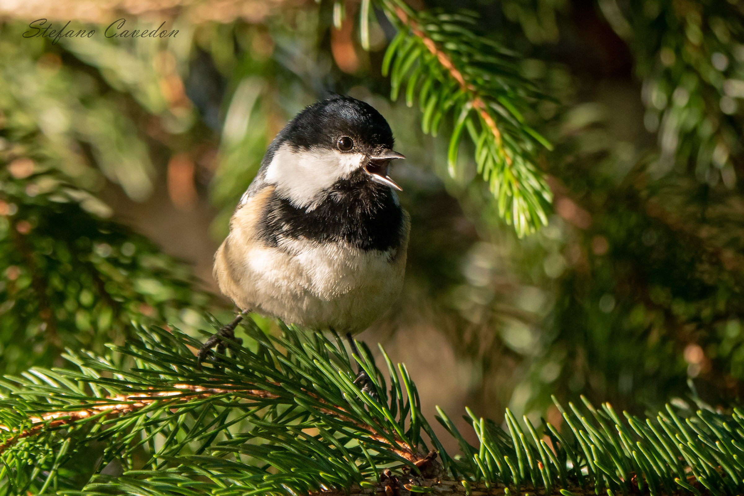 The song of the Cincia