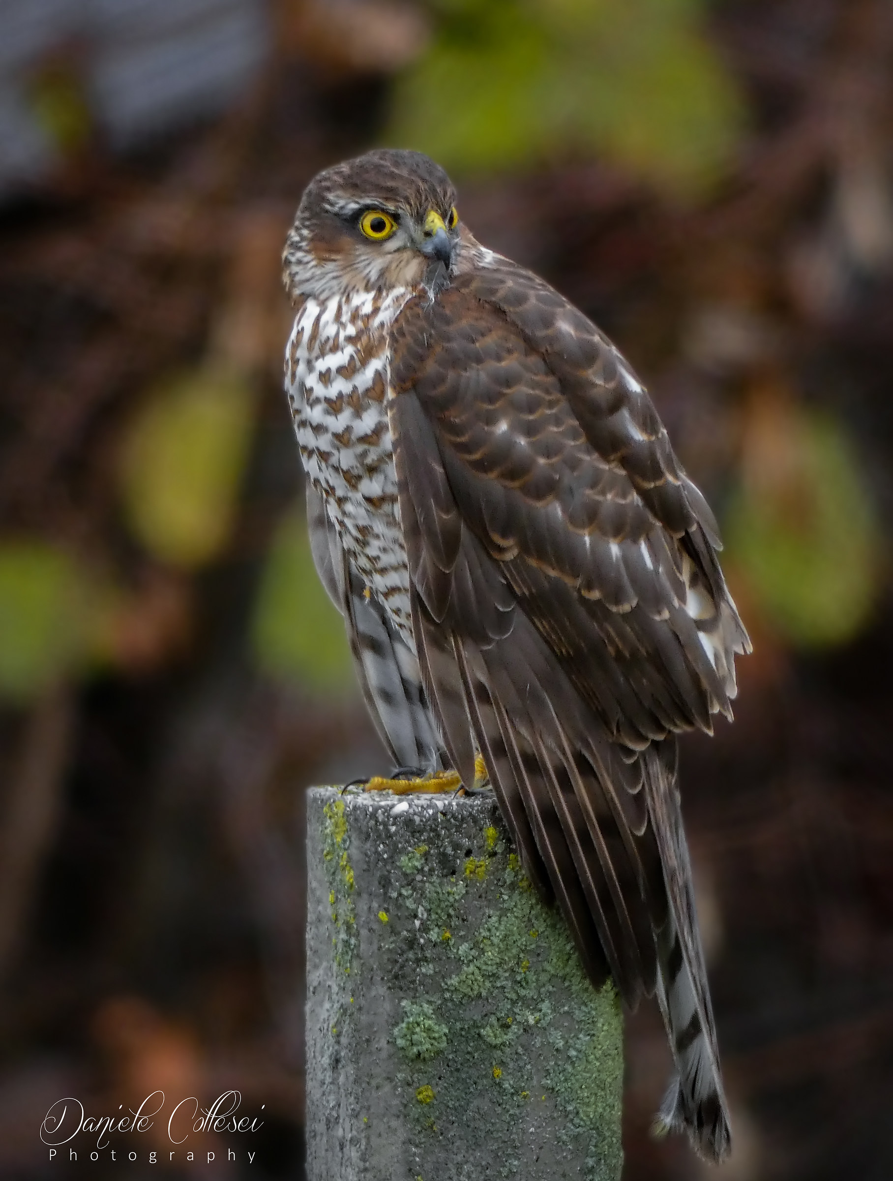 Eleganza, intelligenza, velocità