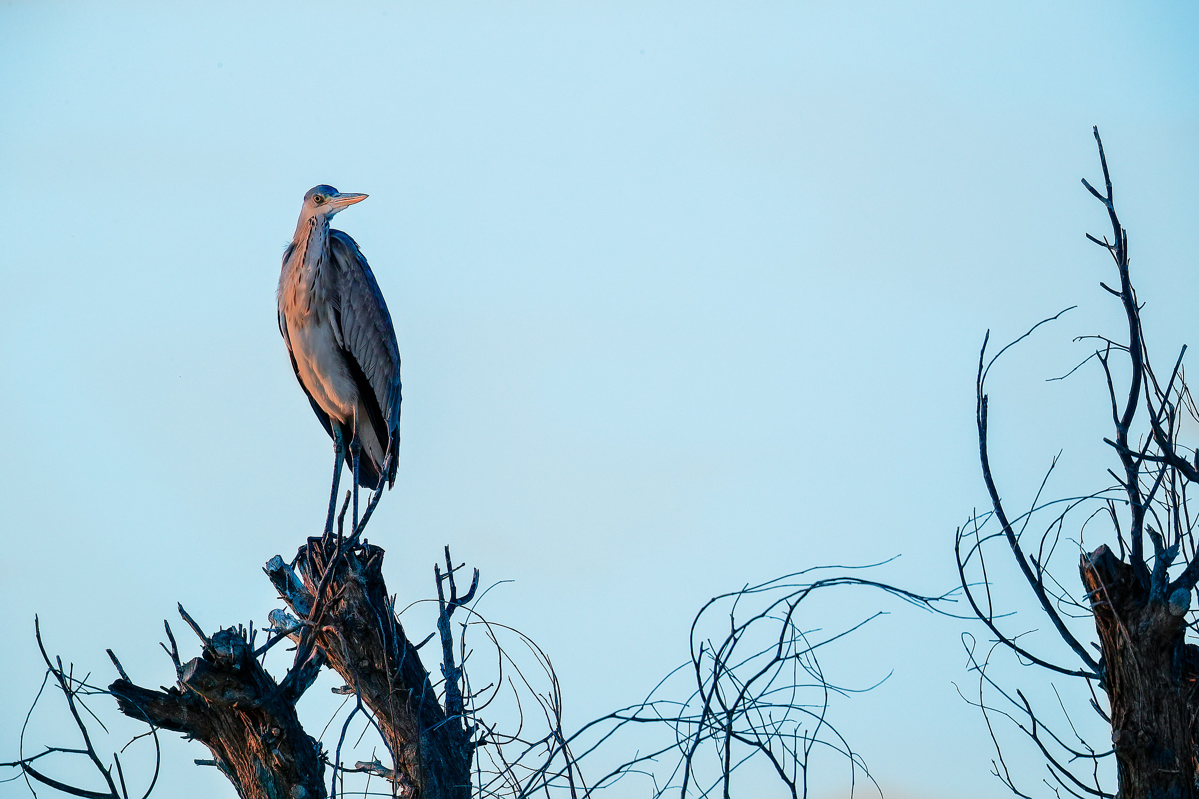 Grey Heron