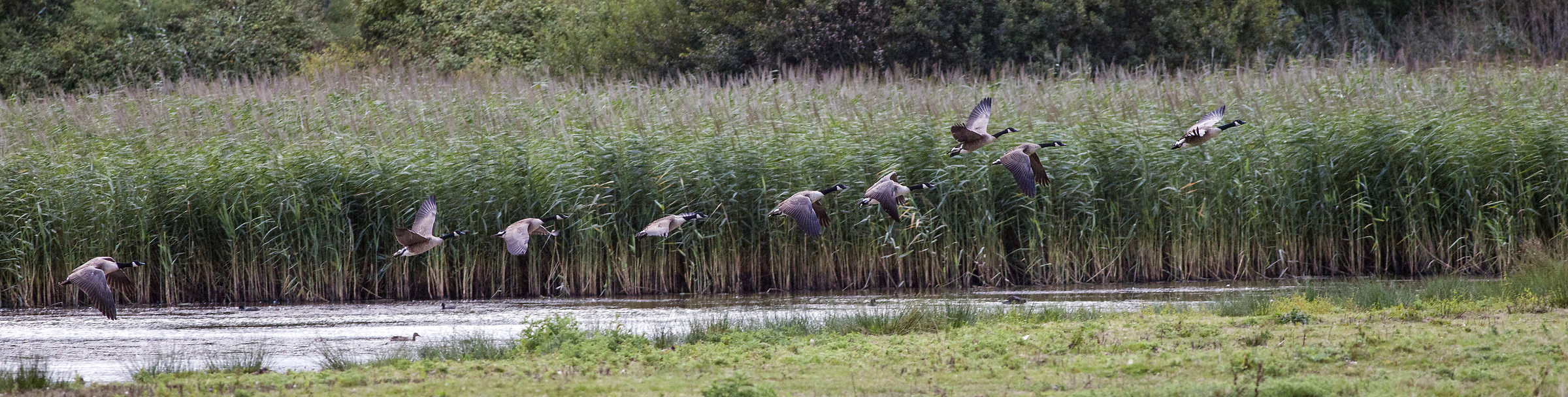 prendere il volo, Bowling Green Marsh, Topsham.
