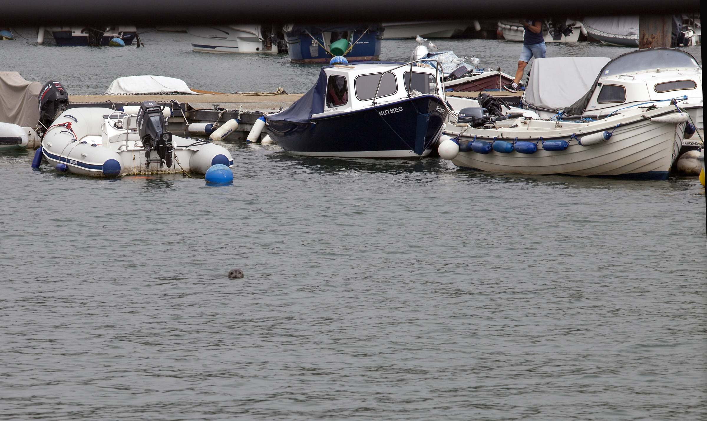 l'intruso, porto di Dartmouth