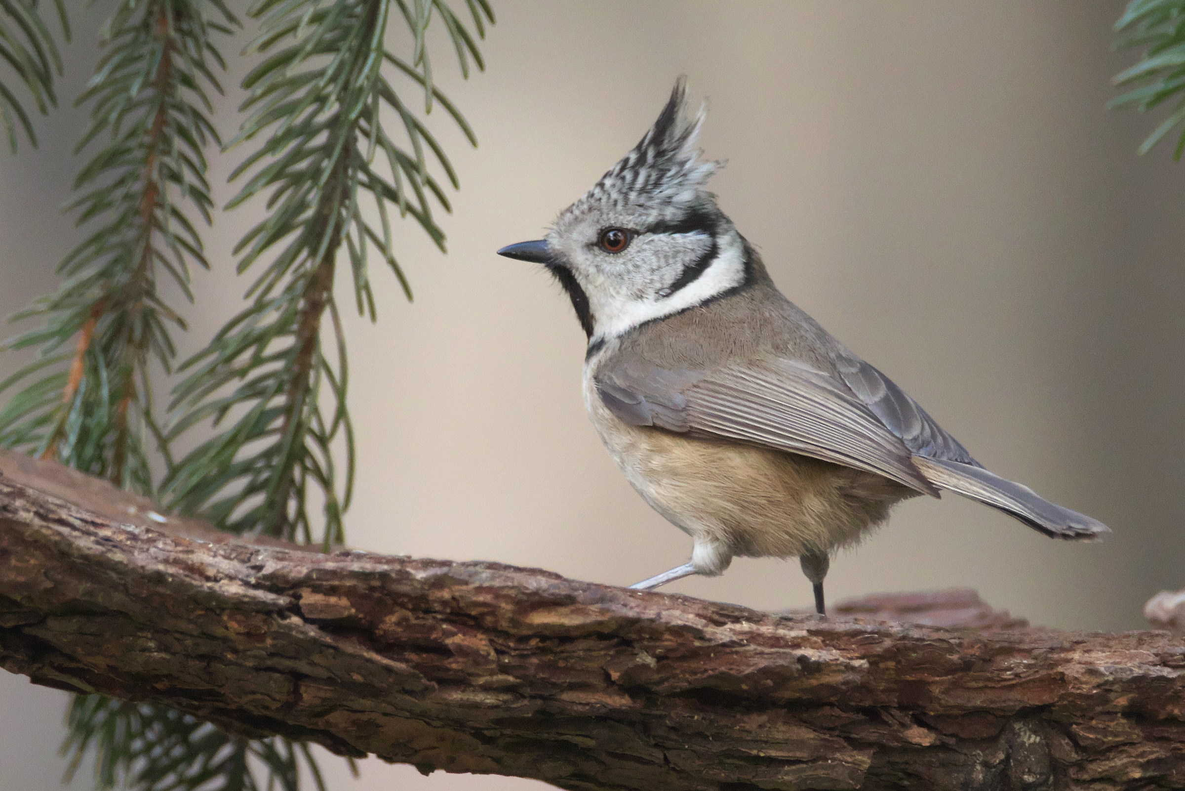 Cincia from the Tuam