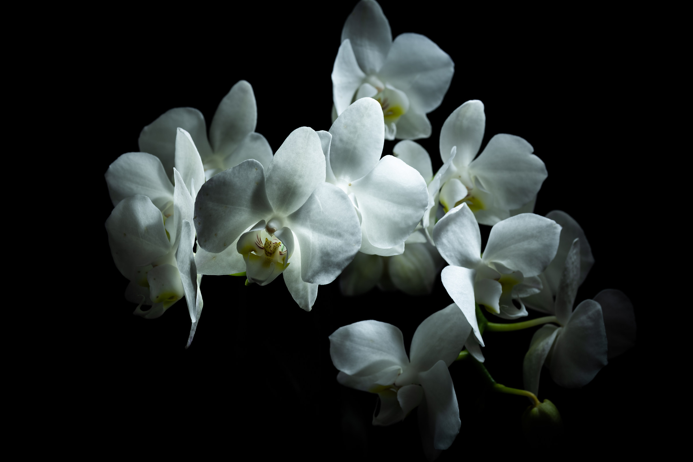 Orchids in light painting