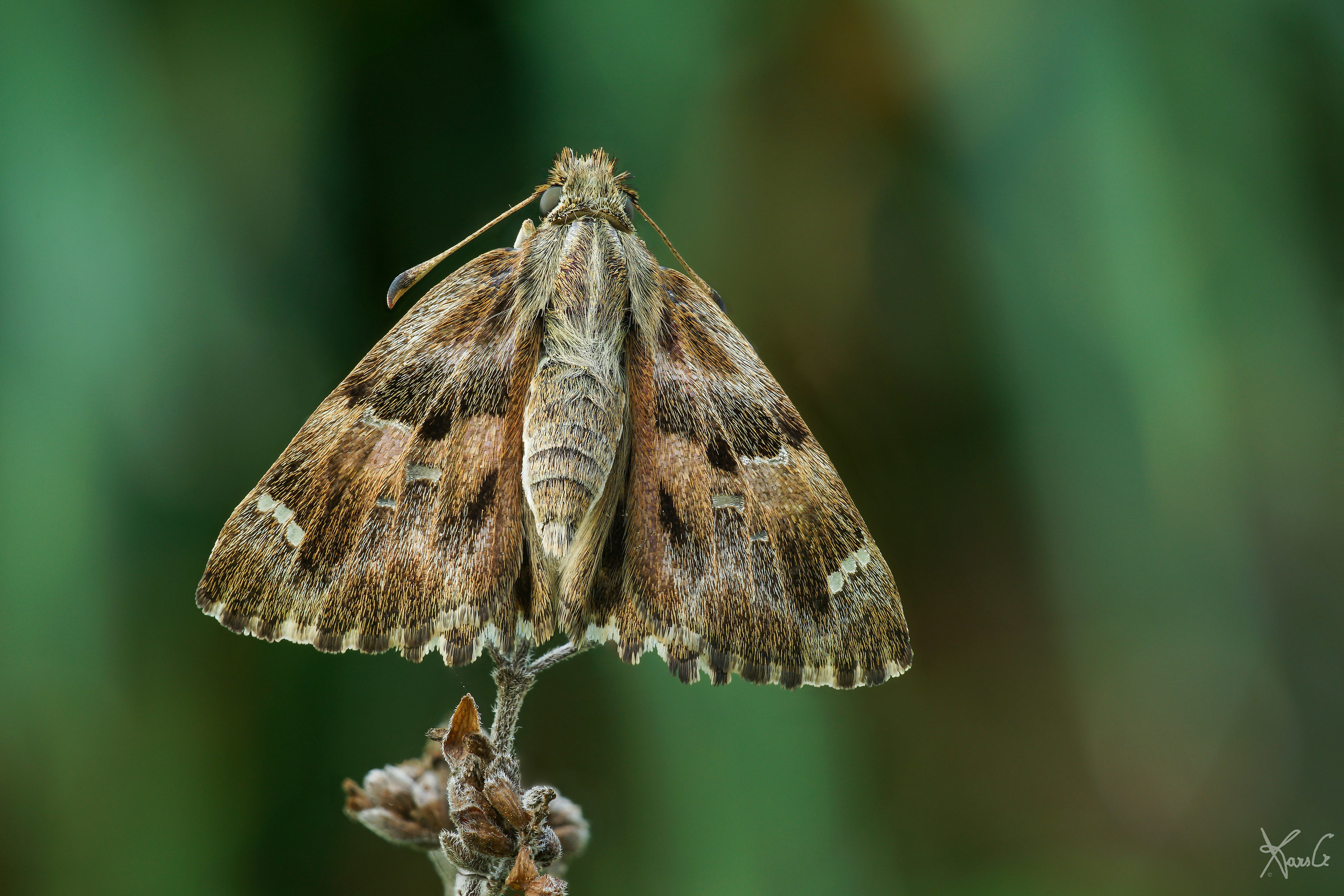 Carcharodus while he sleeps