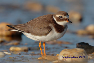 Charadrius hiaticula