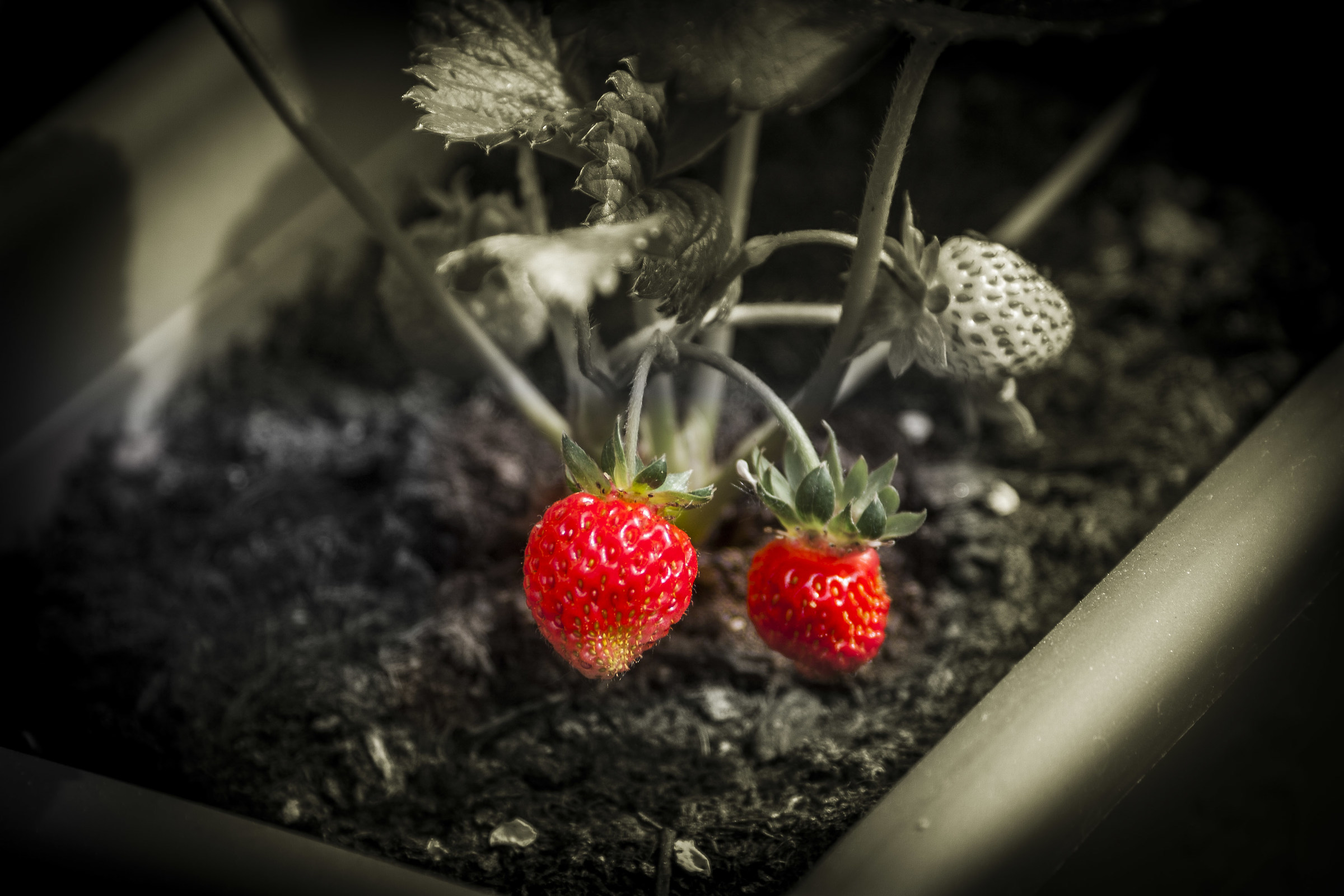 Rosse come il fuoco - Orto Verticale