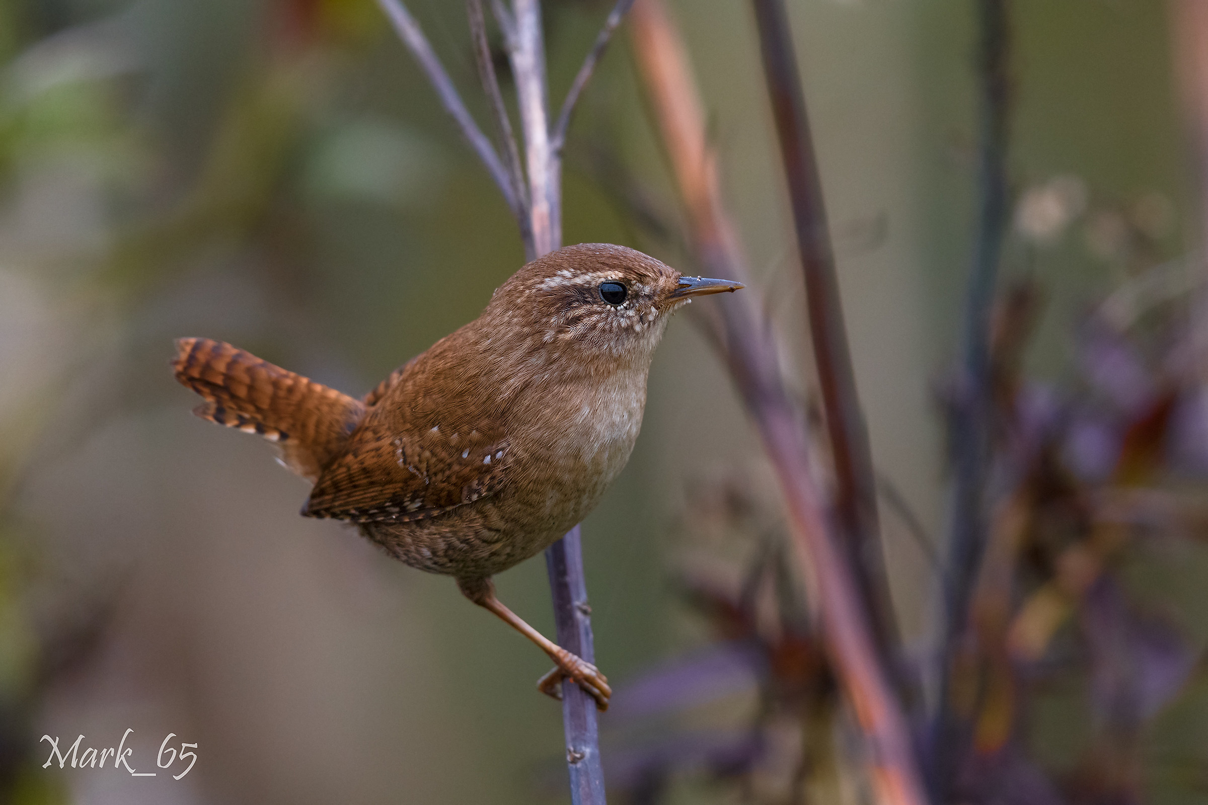 Wren