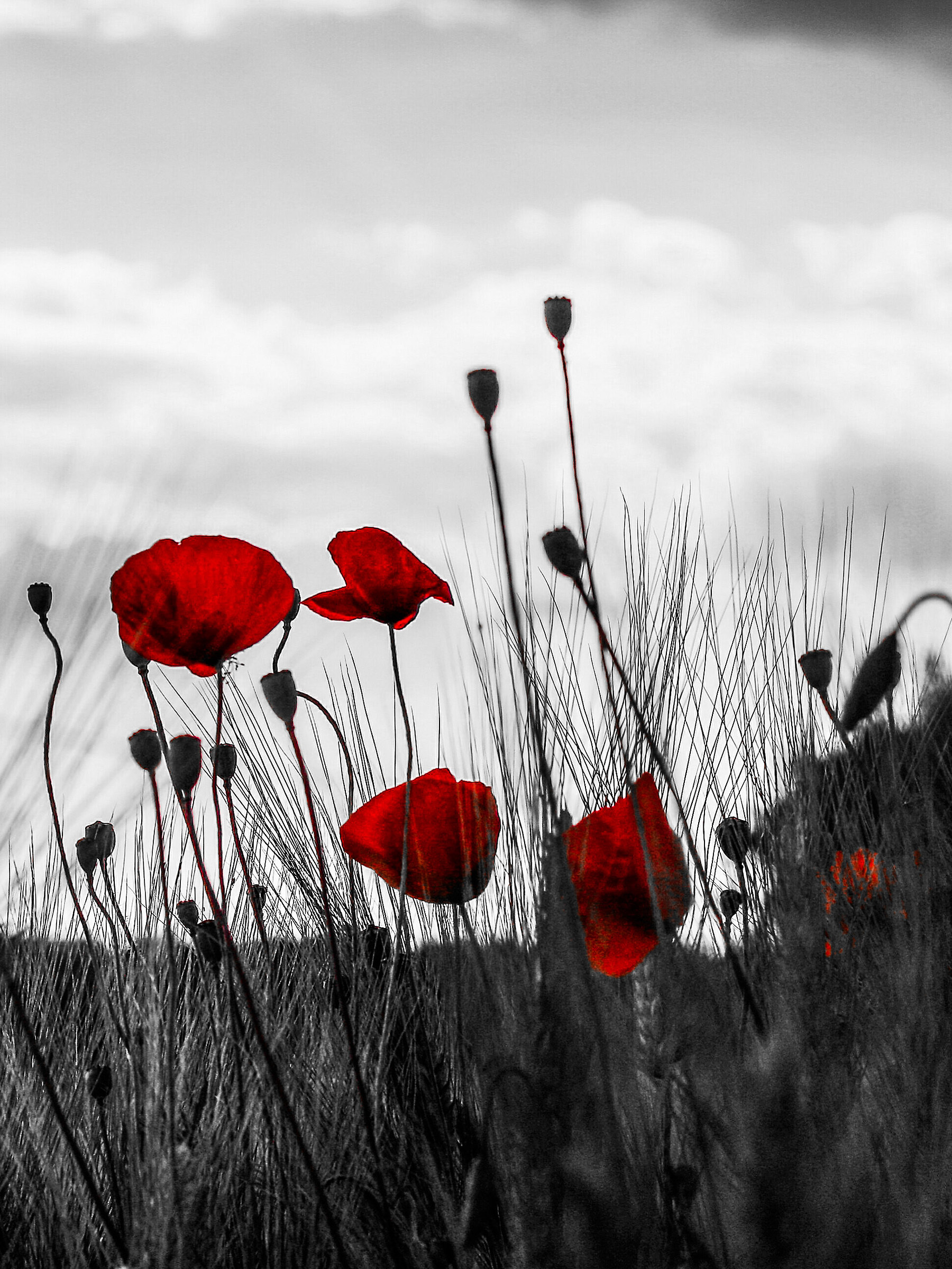 November 25 symbols in a color