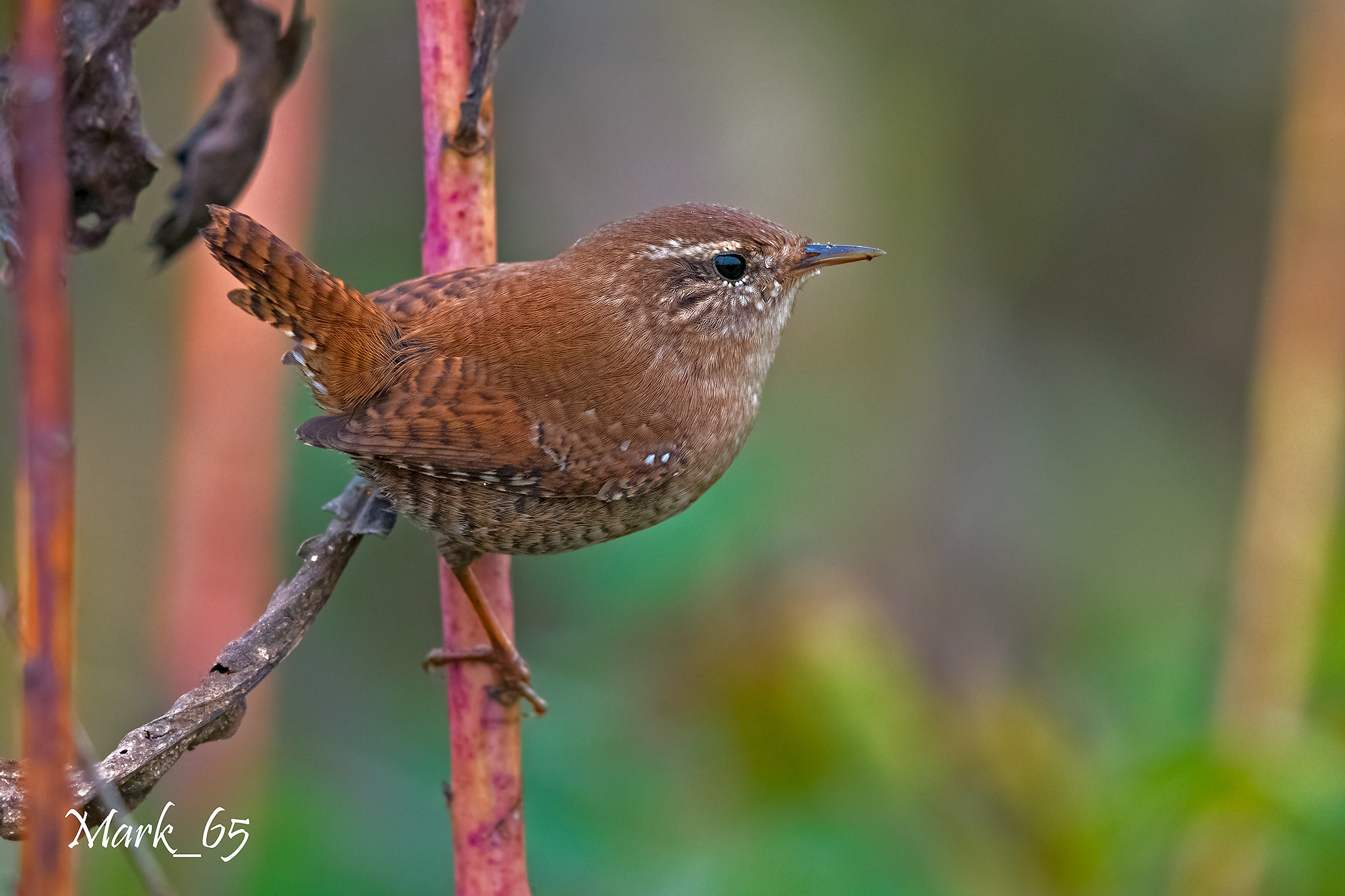 Wren
