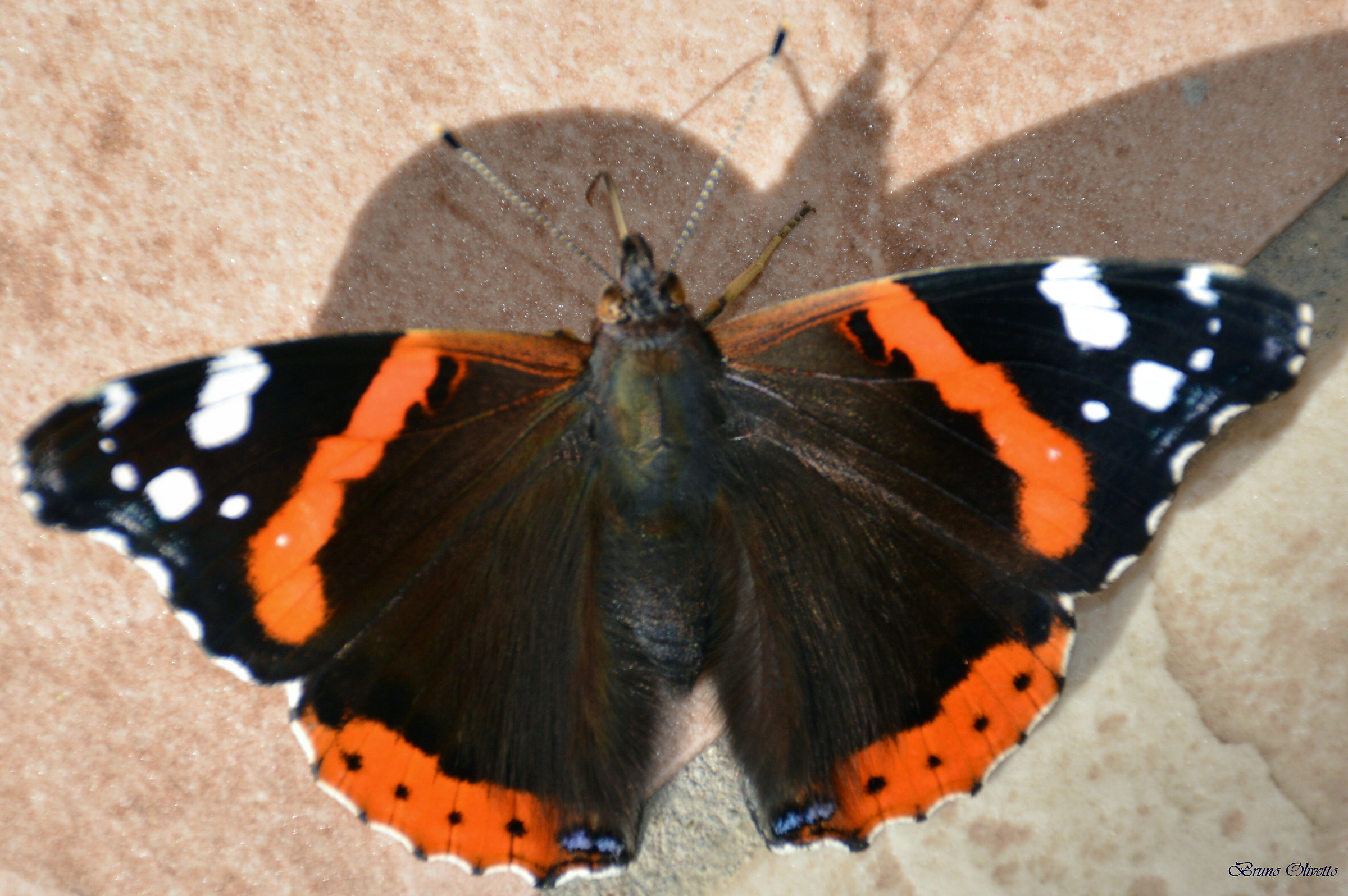 vanessa atalanta linnaeus