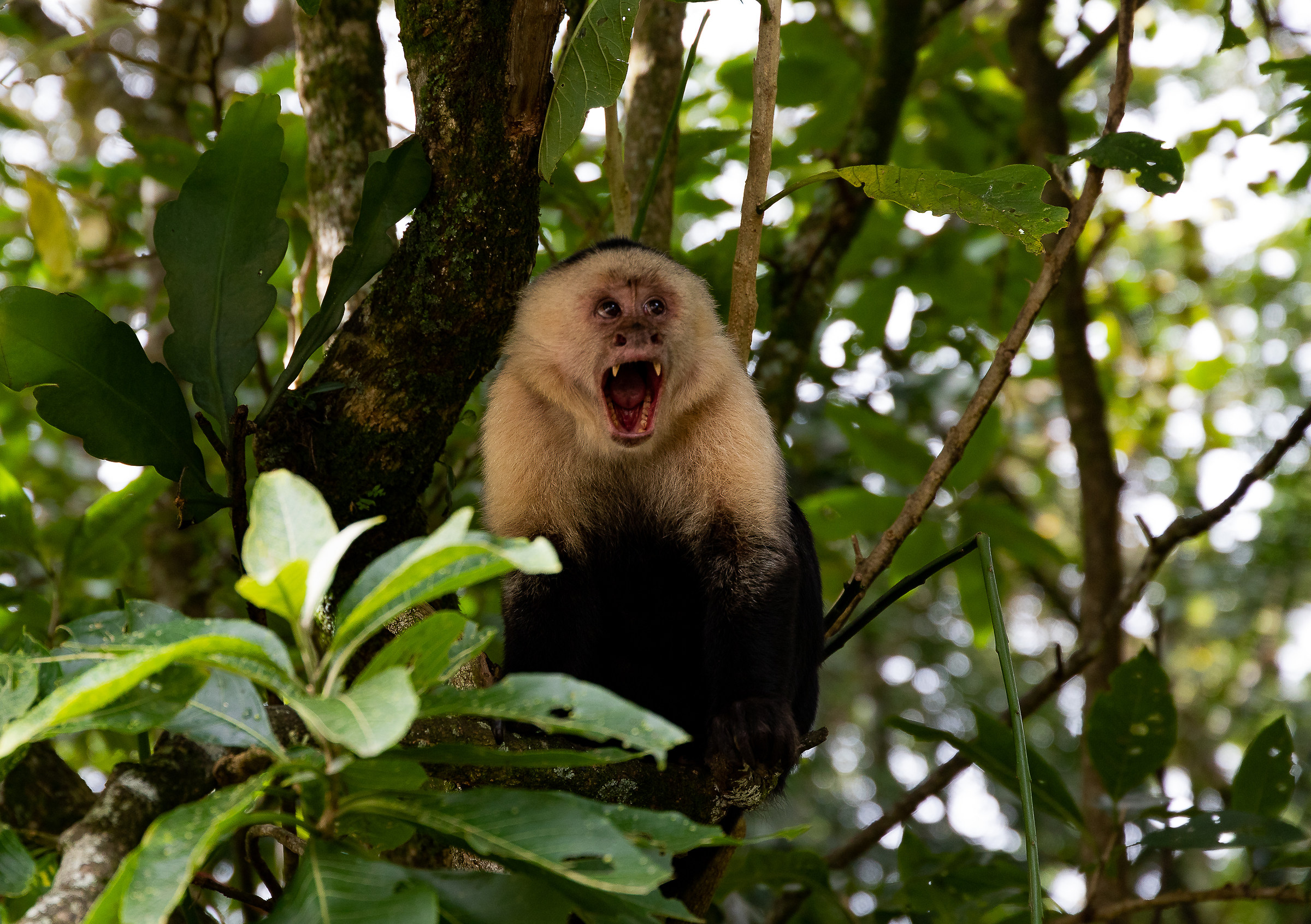 Mono in Monteverde-Costa Rica