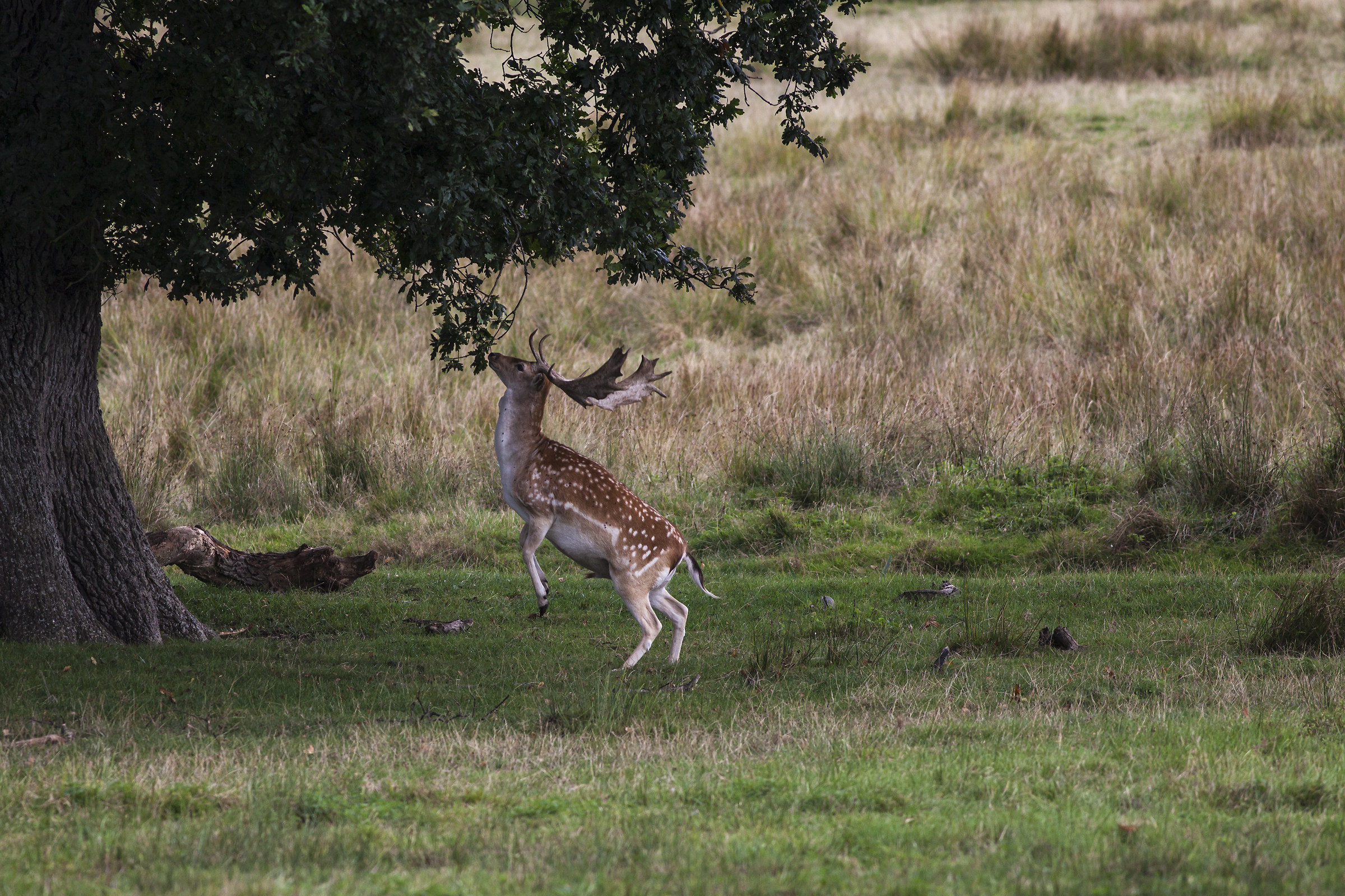 Daino, Powderham castle