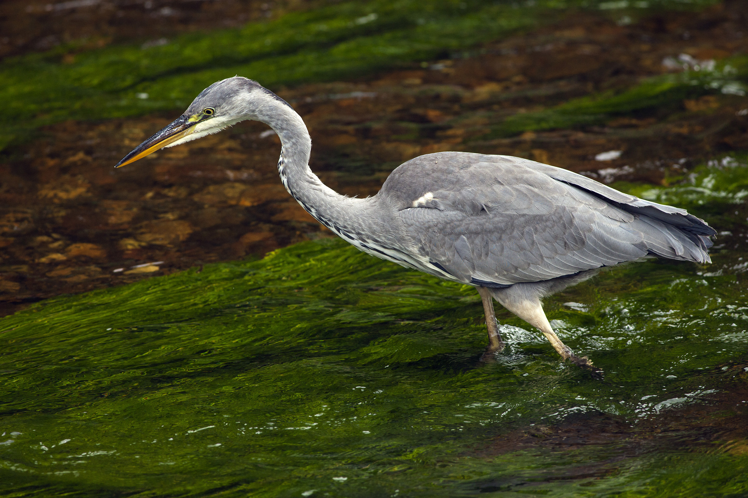 Cenerino, Otter river