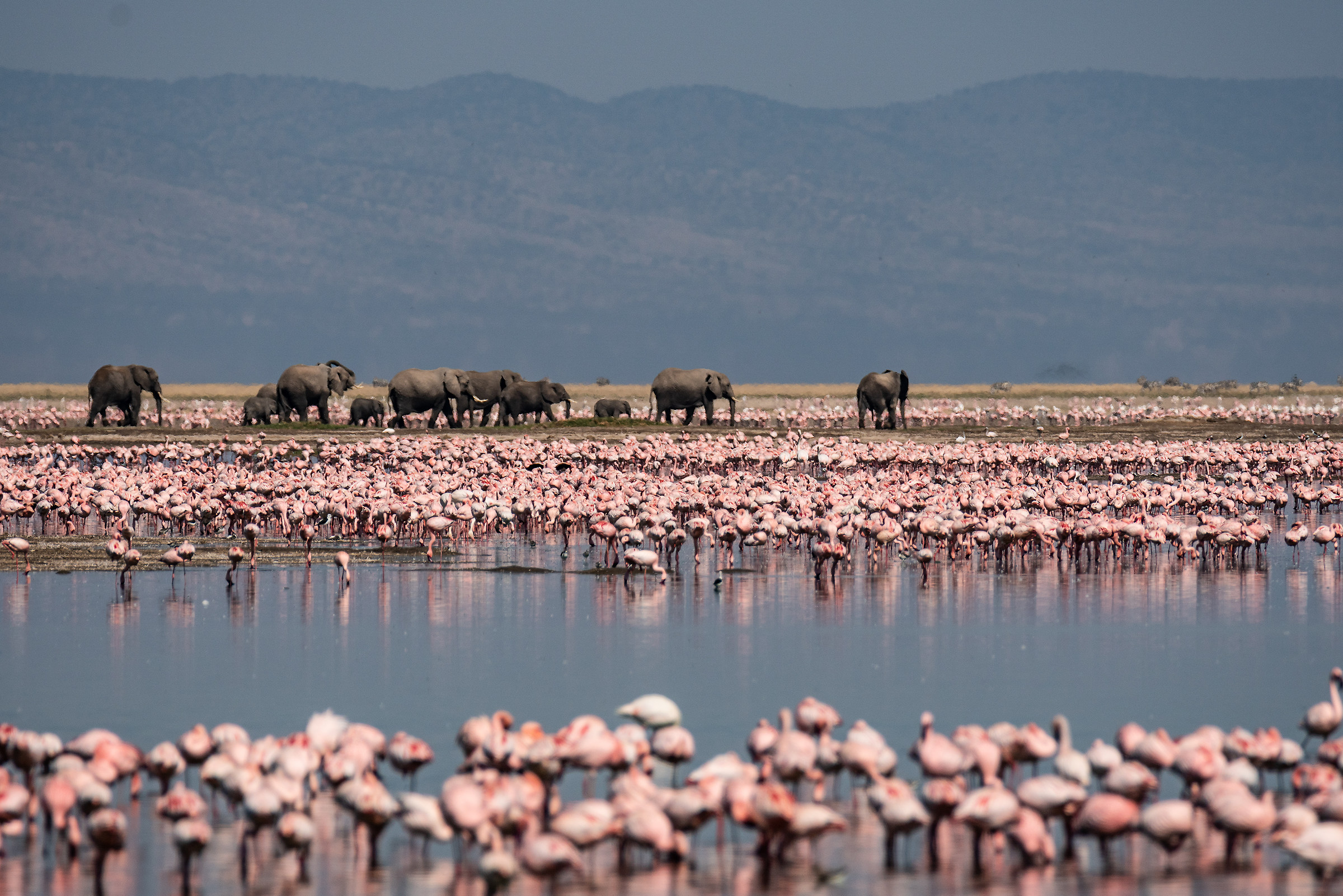 Elephants and flamingos