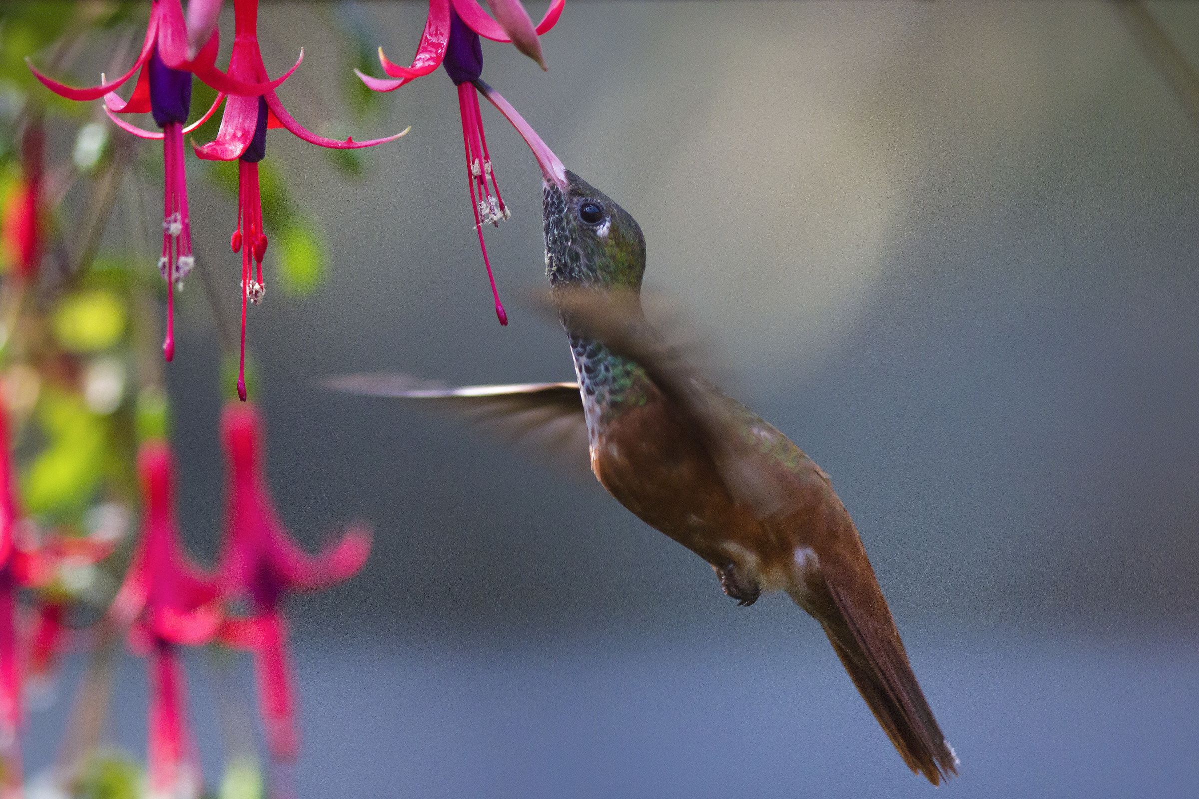 colibrì, St. Alessio