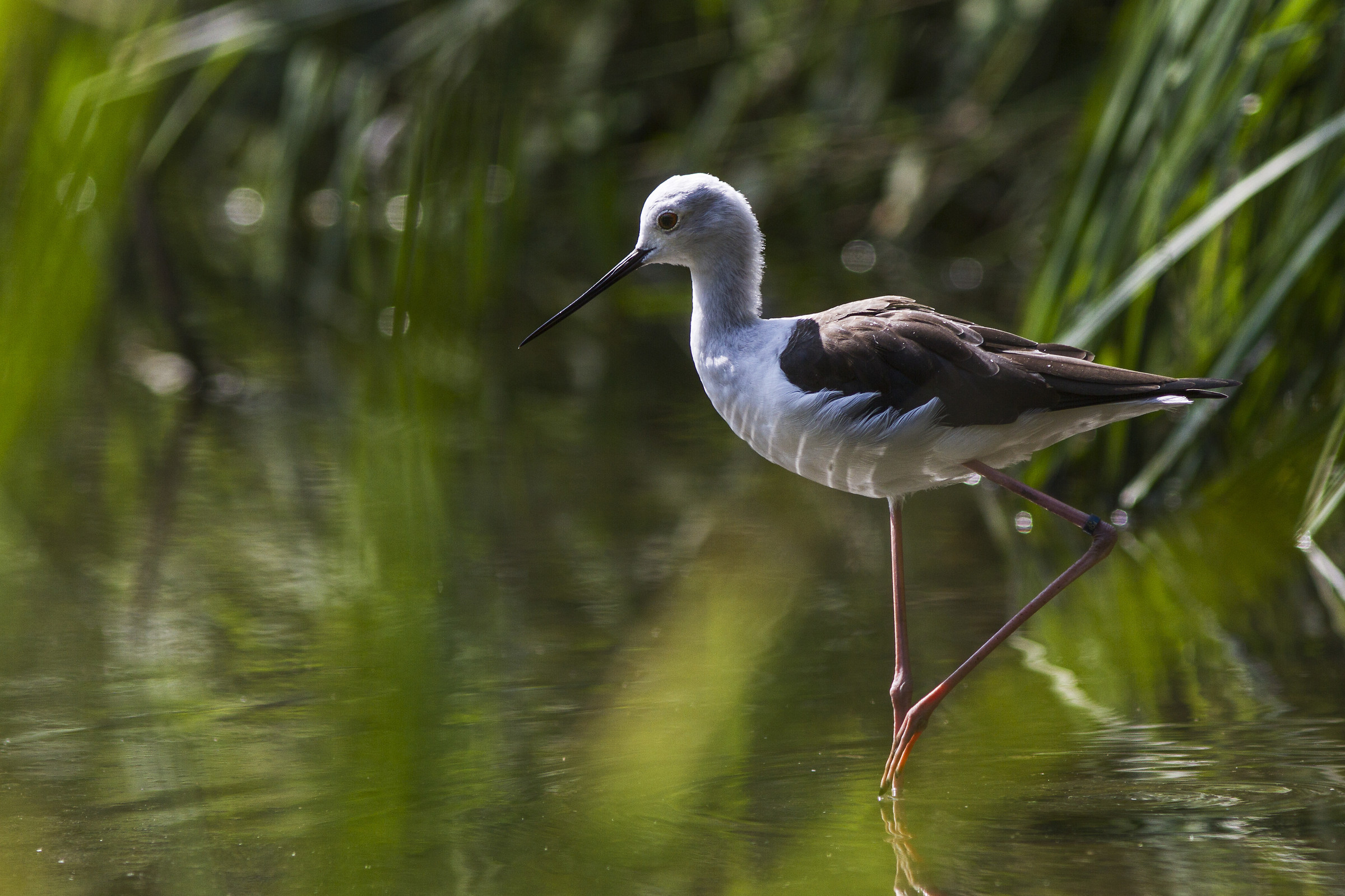 cavaliere, St. Alessio