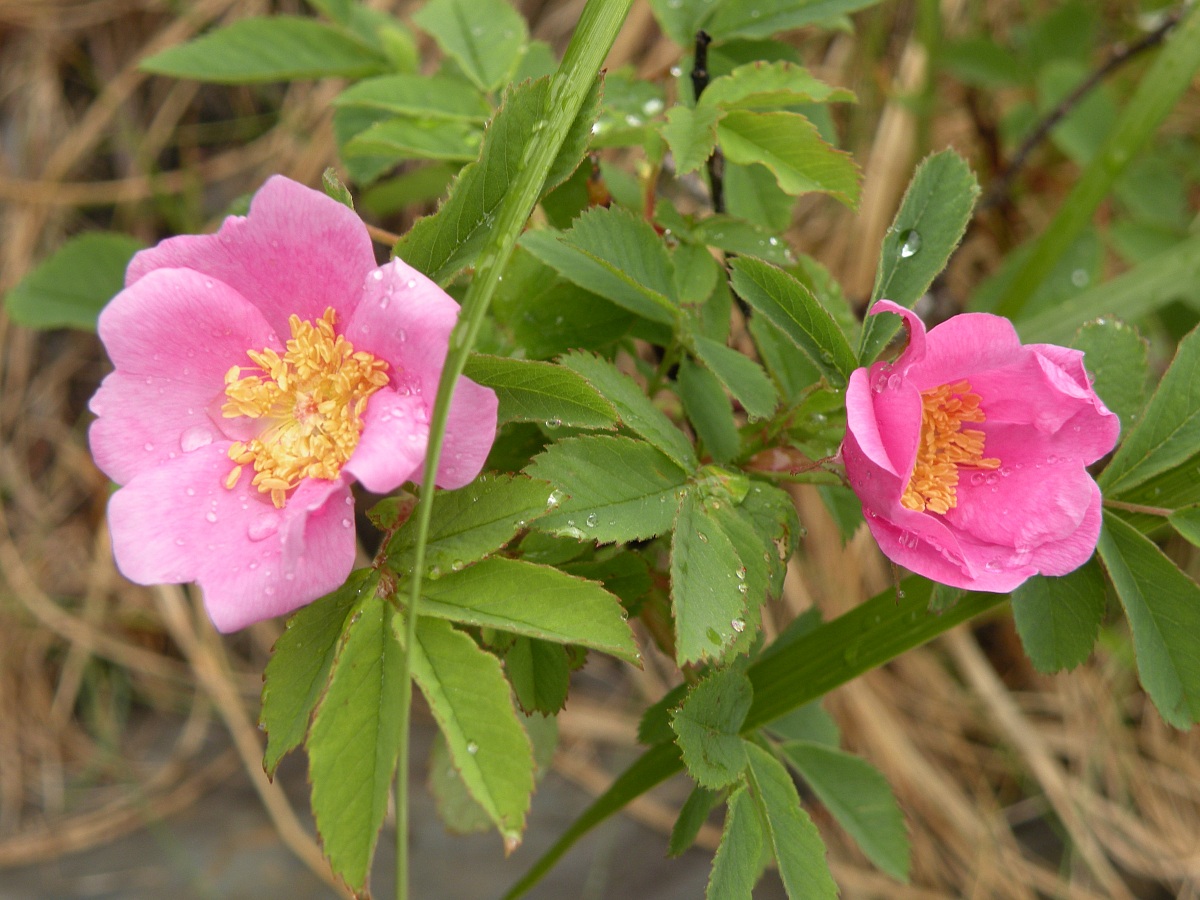 Wild roses
