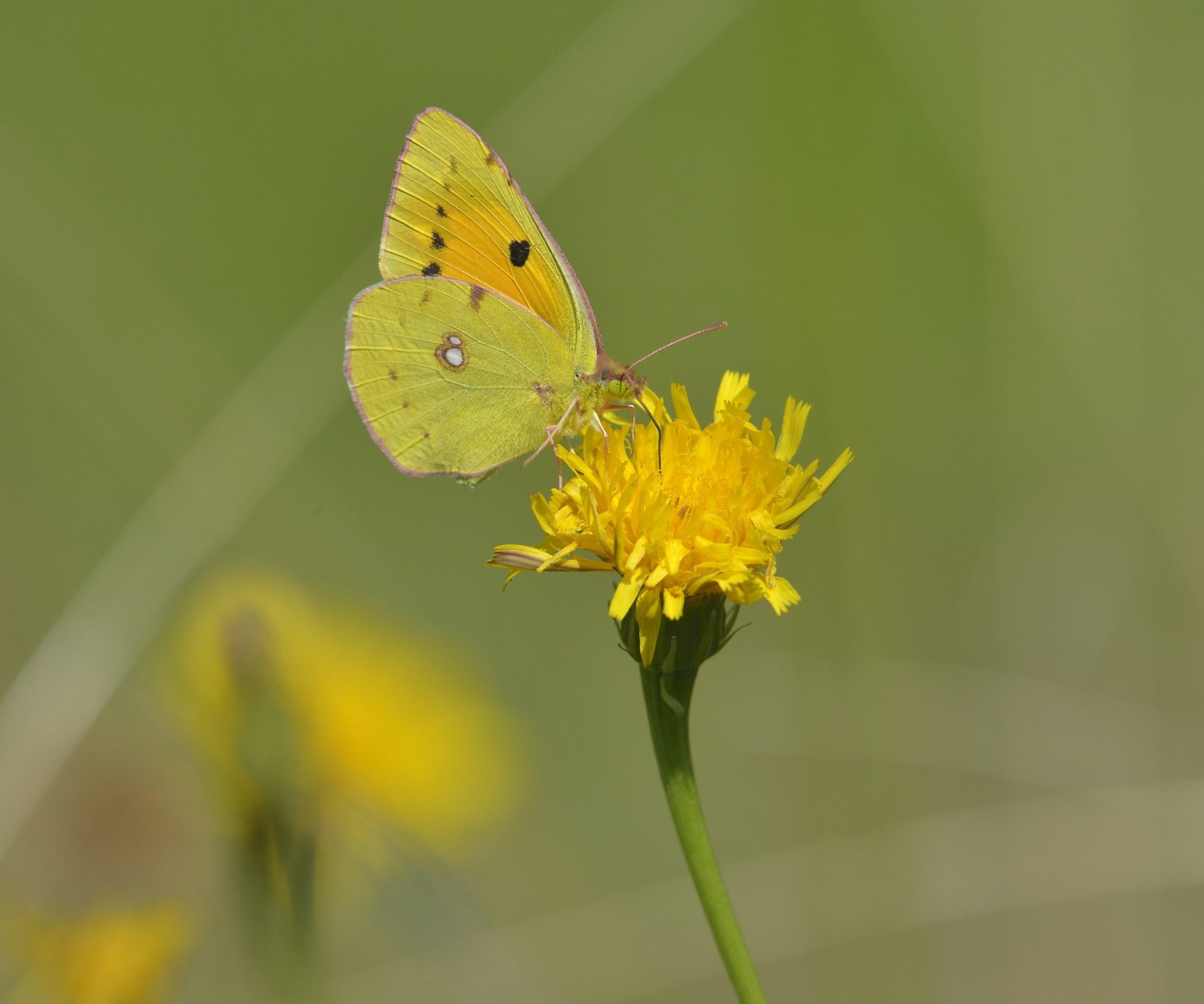 Colias hyale maschietto....
