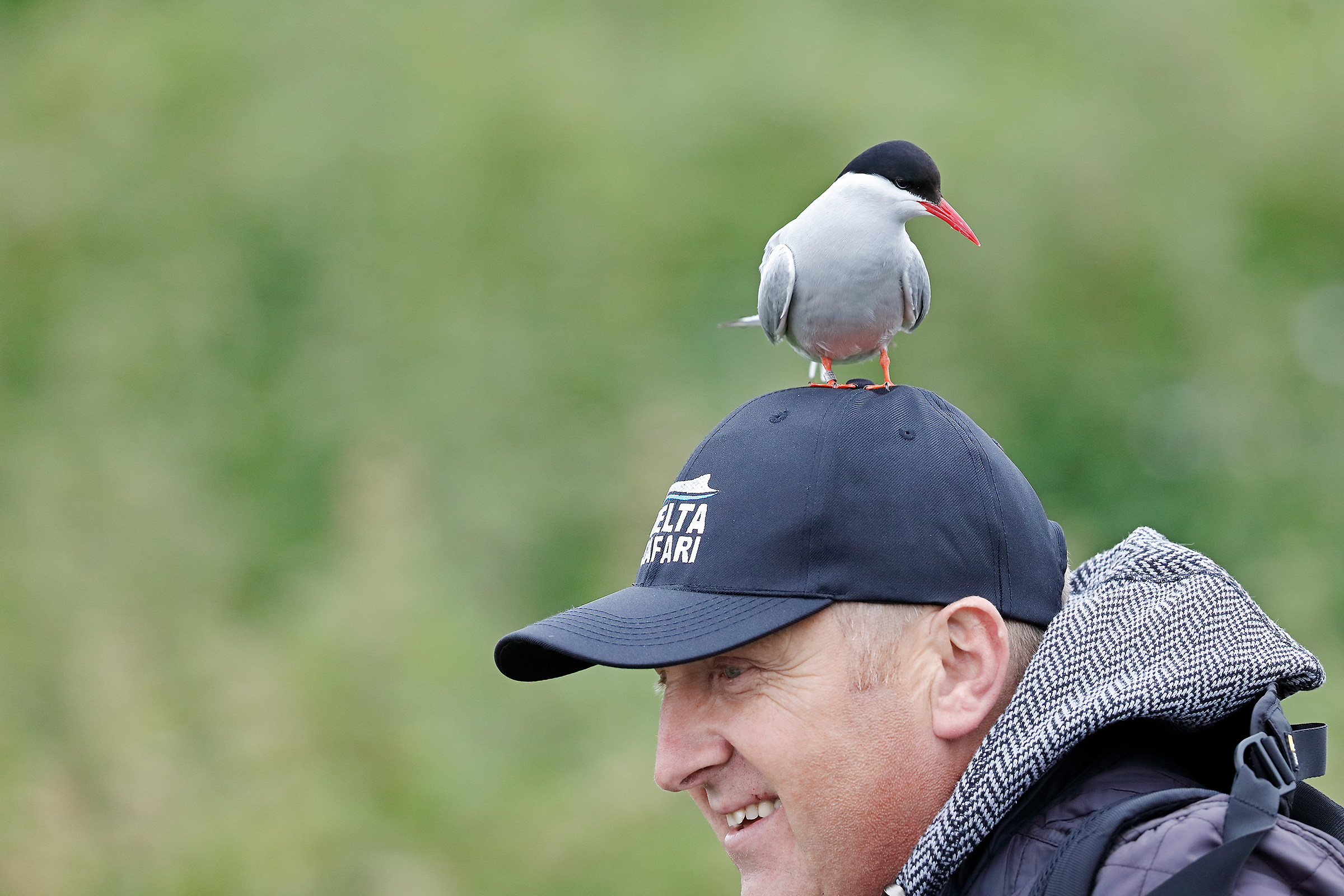 Original ornament for:) cap