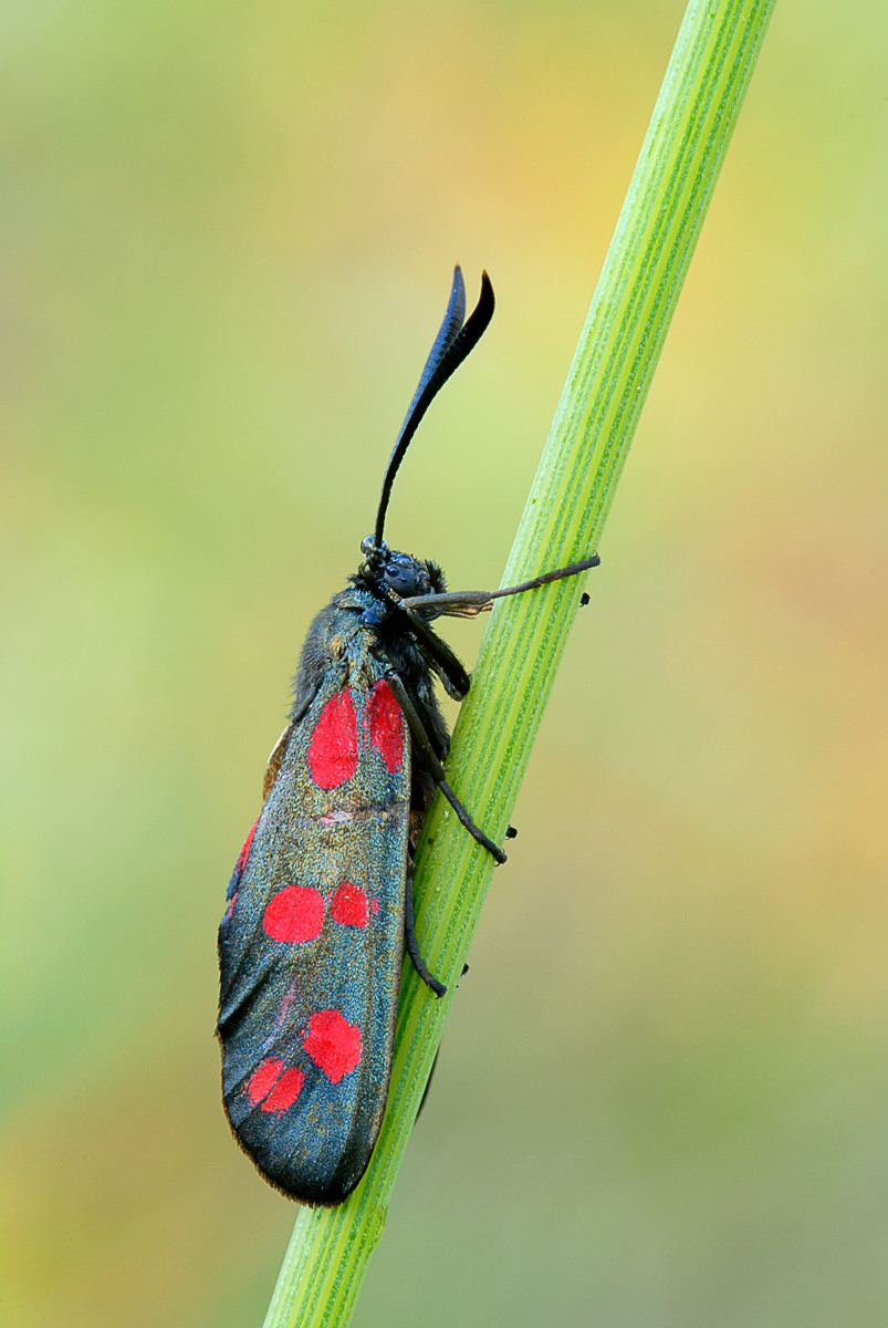 Zygaena