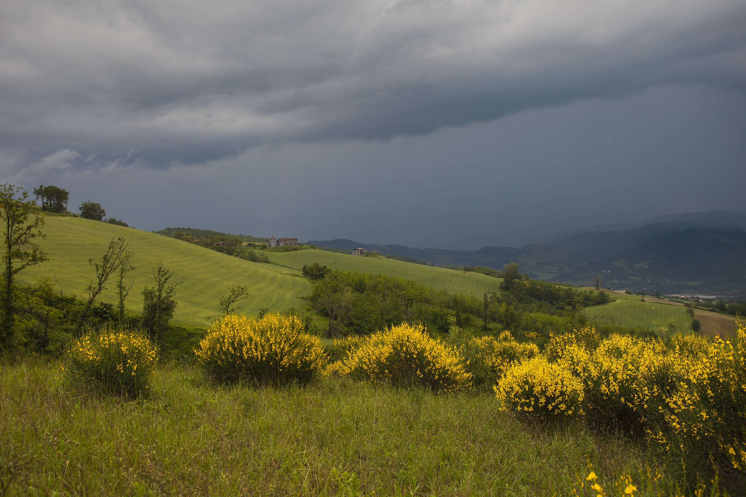 ginestre sotto il temporale