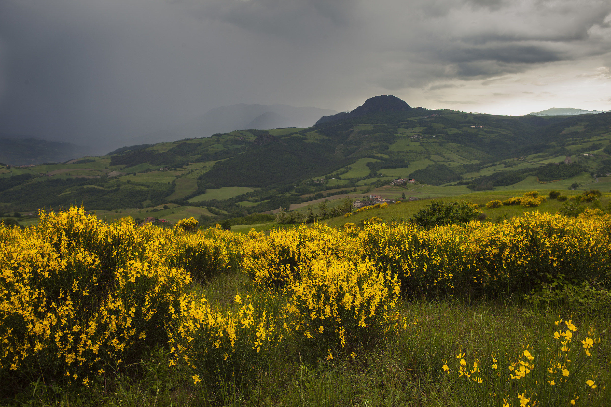 ginestre sotto il temporale