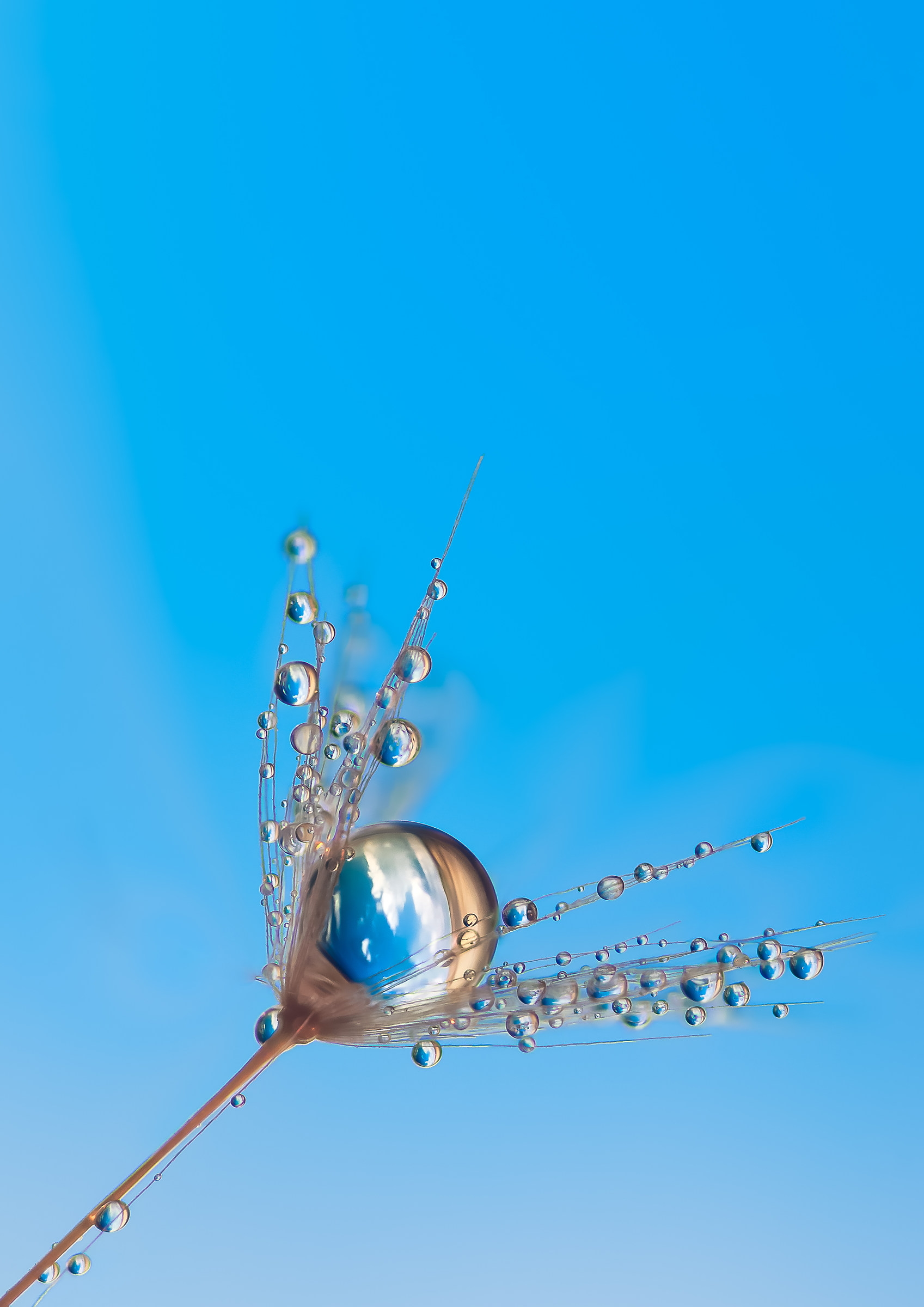 Drops Flowers Reflections Mario JR Nicorelli