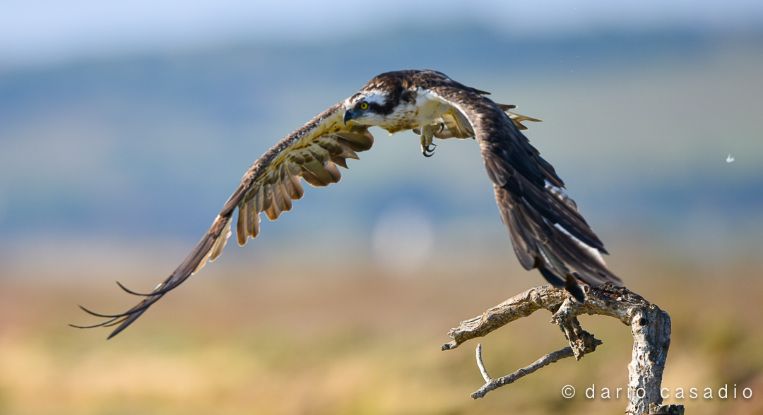 The fisherman in Cabras