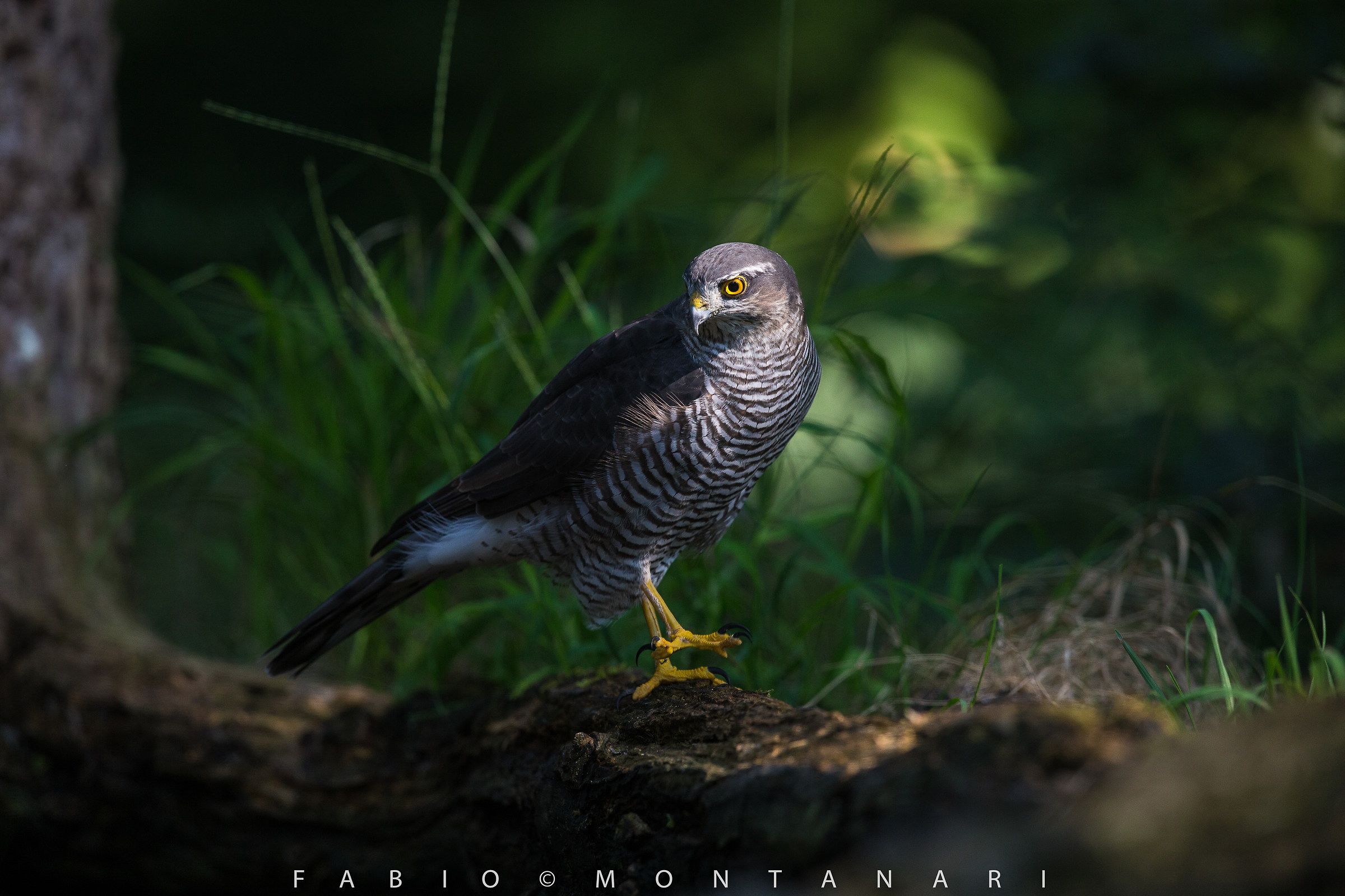 Female Sparrowhawk at dawn