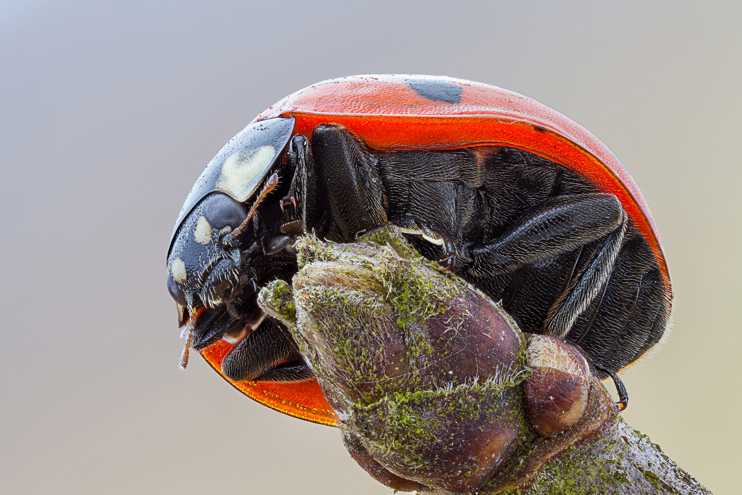 Coccinella septempunctata