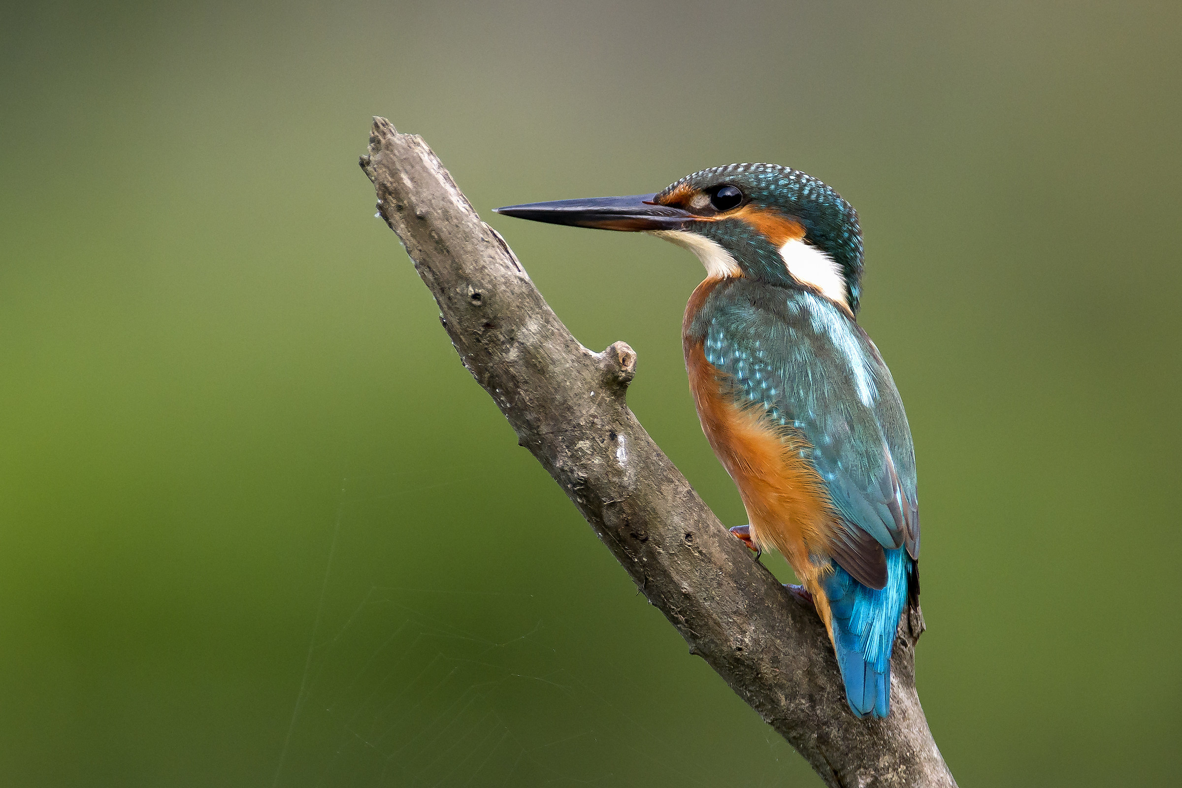 Kingfisher