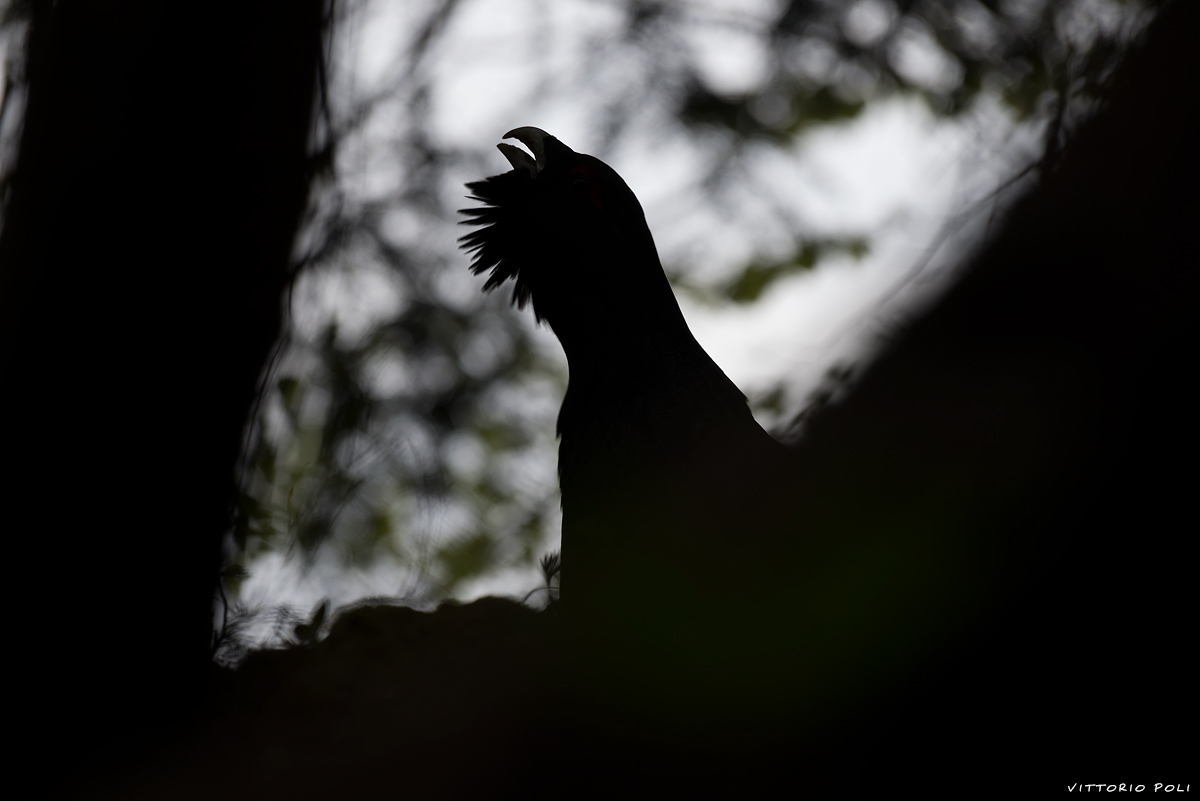 Where at Night the Wood Grouse Plays