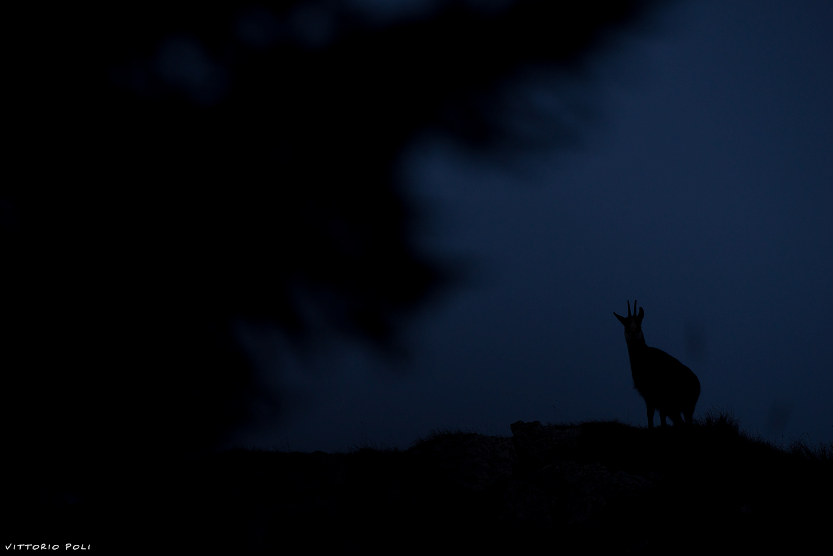 ... and lead me into the cold embrace of the Night