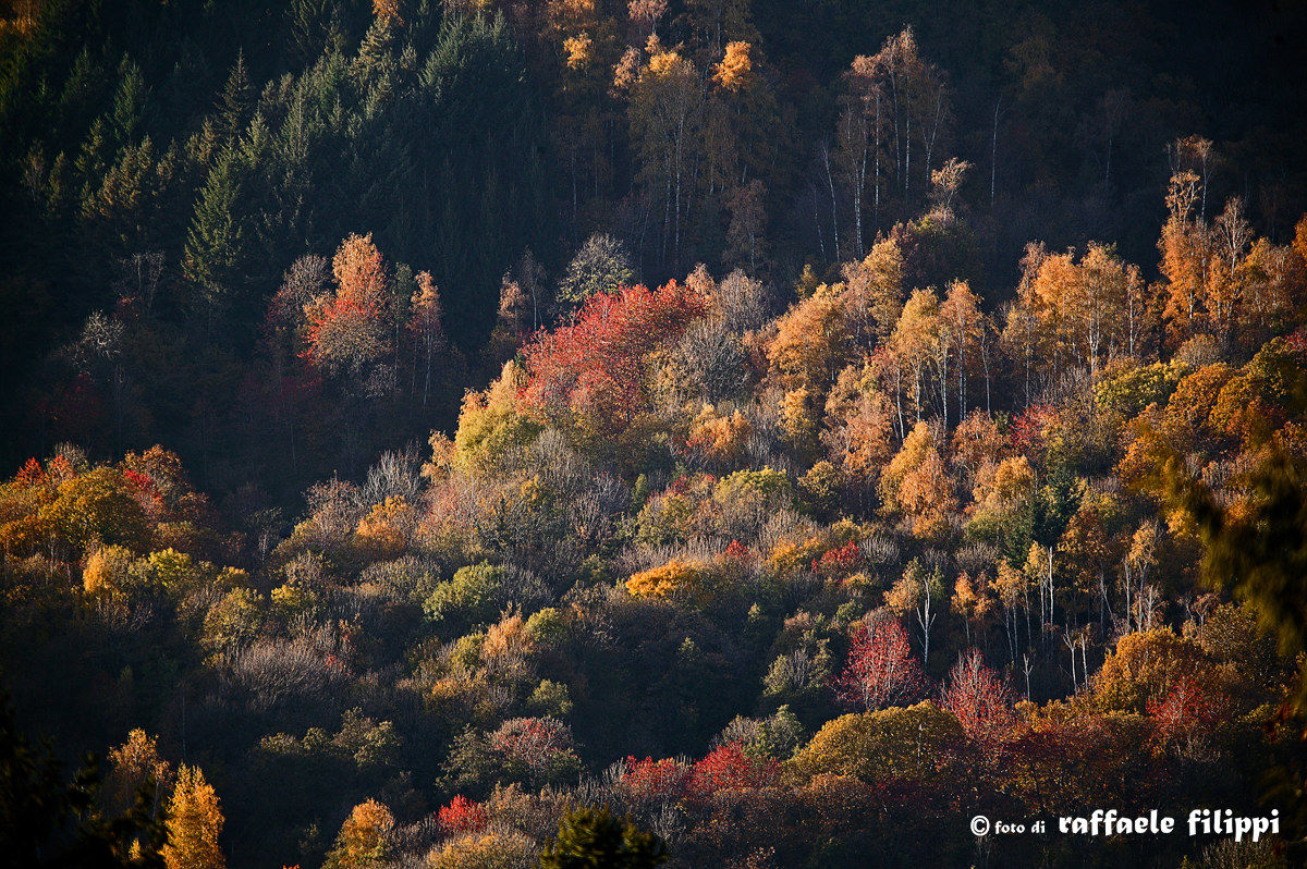 Autumn brushstrokes in Valle Elvo-Biellese