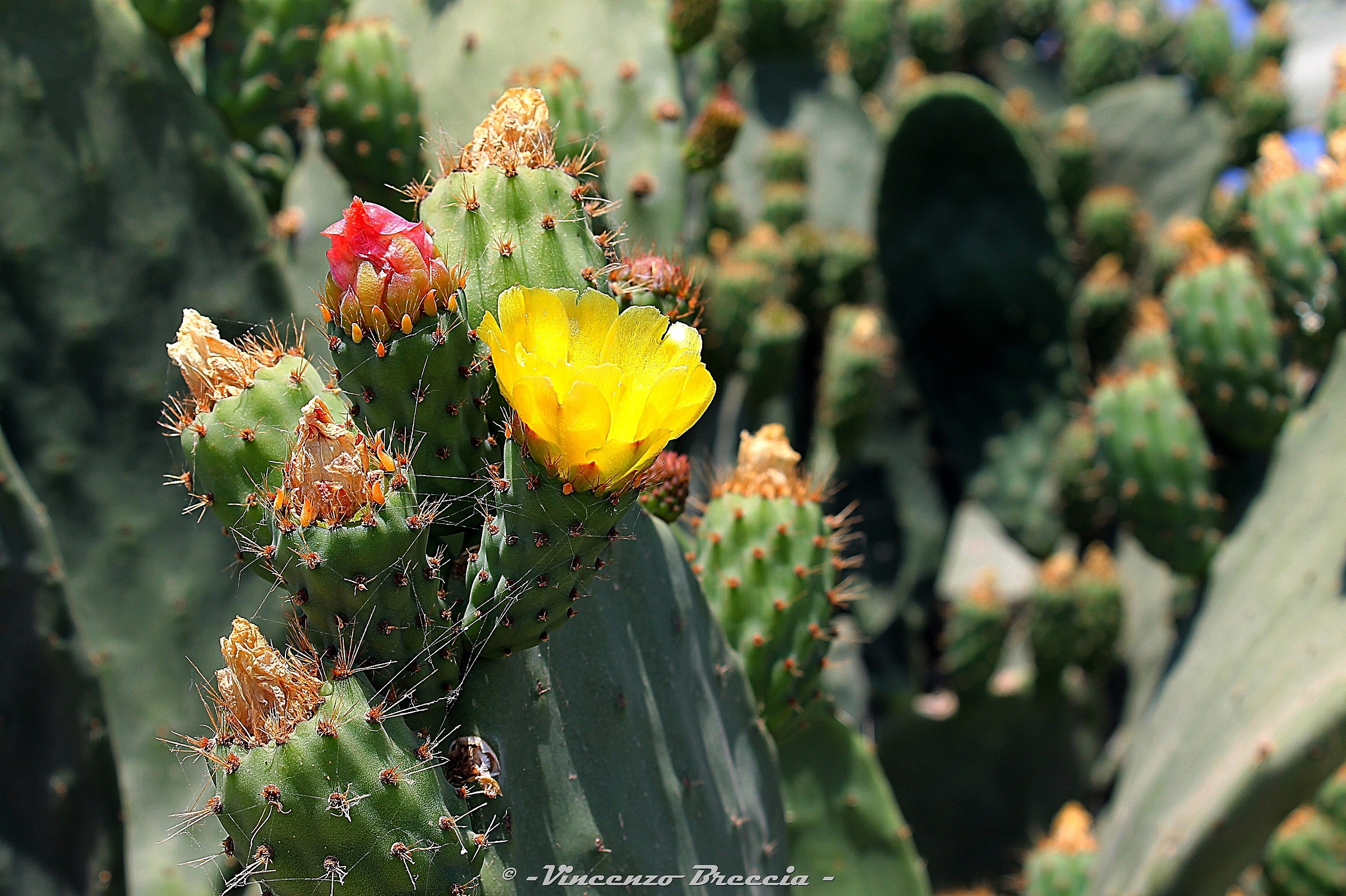 grecian cactus plant - rhodes -