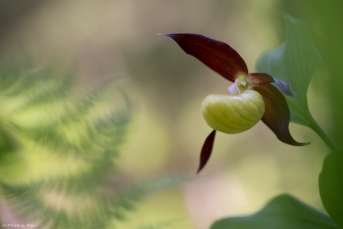 Cypripedium