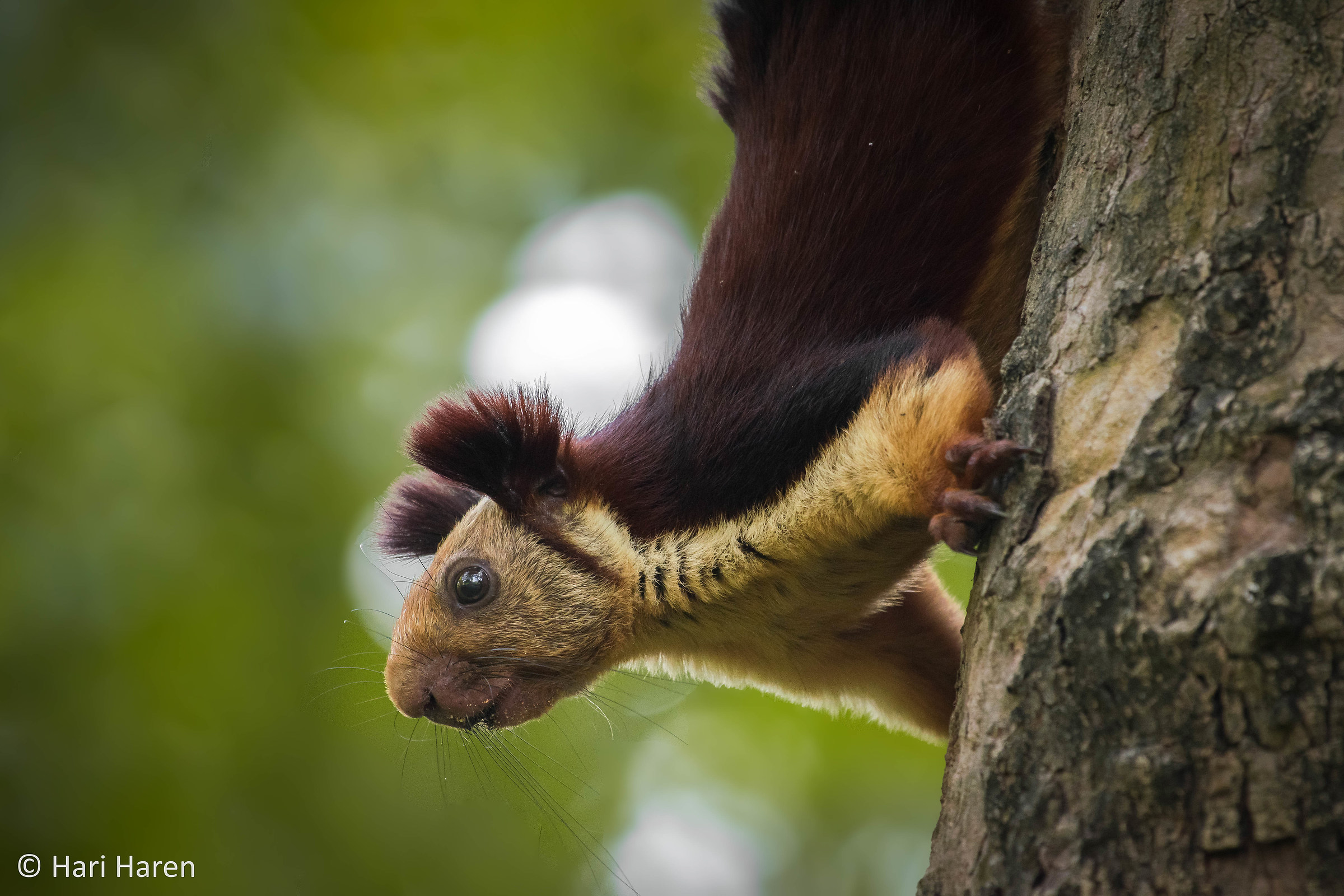 Malabar giant squirrel