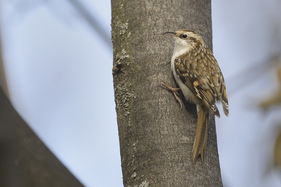 Rampichino alpestre, Alpi Liguri