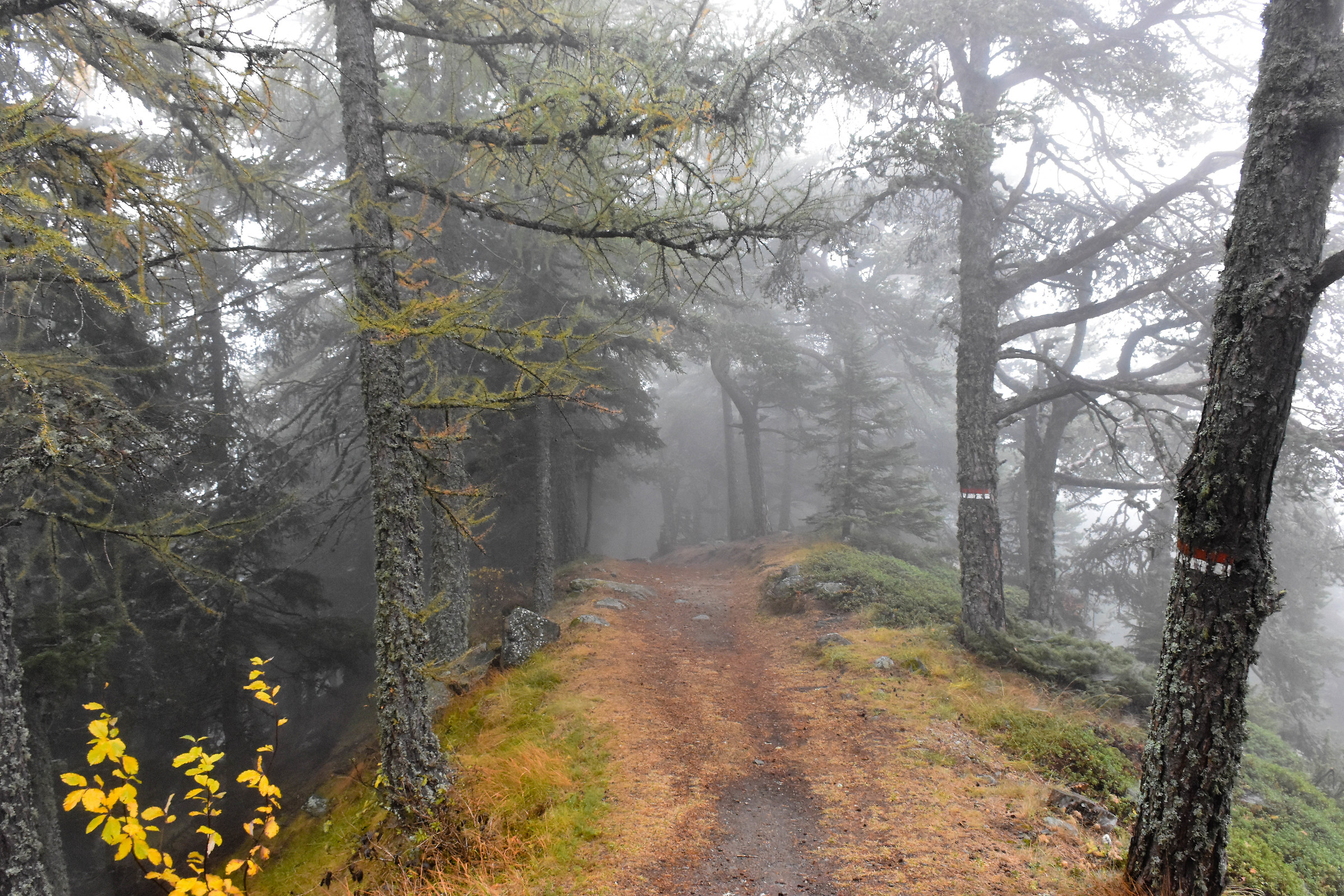 In the middle of the path of our lives...