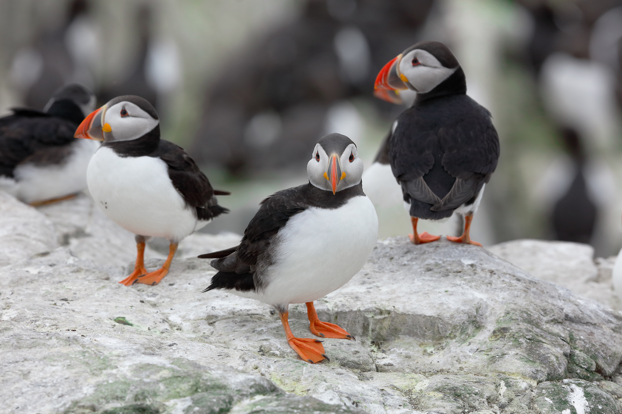 Group of Puffin