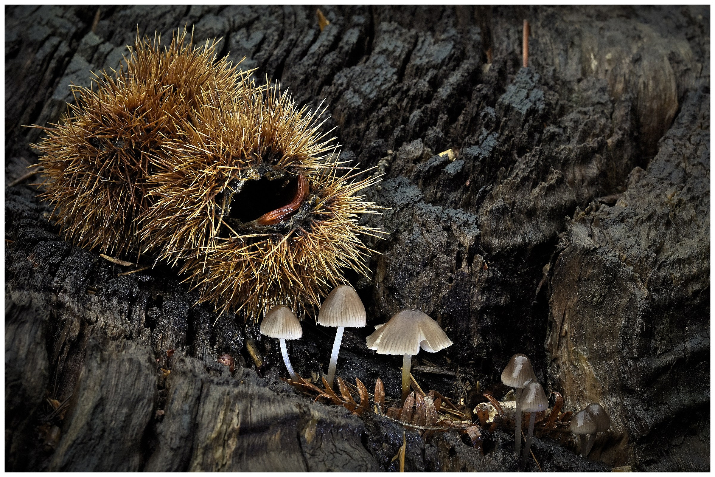 Still generous the old chestnut