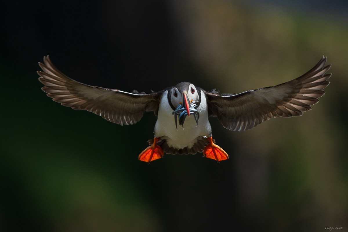 Atlantic puffin