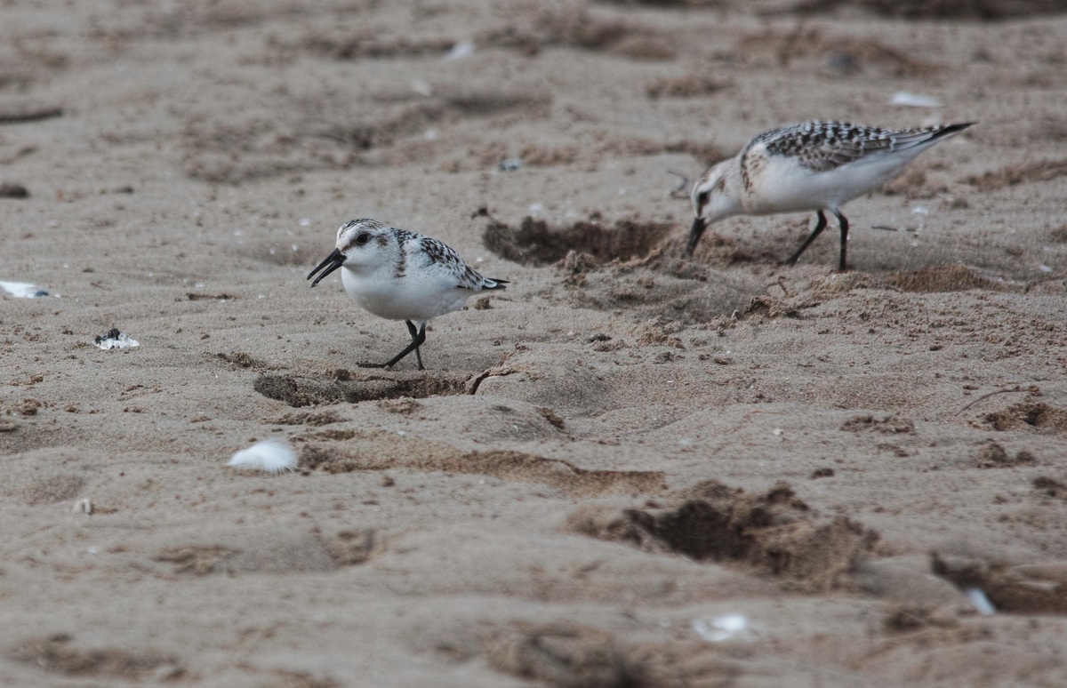 Gambecchio (Calidris minuta)