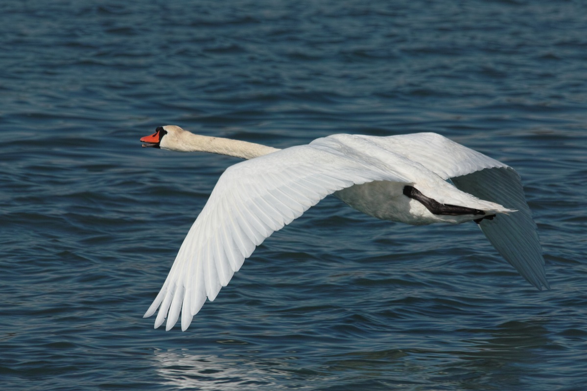 Cigno reale (Cygnus olor)