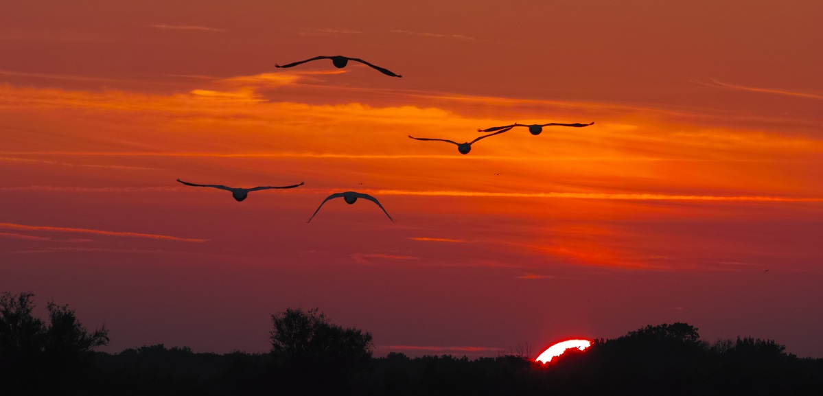 Cigno reale (Cygnus olor)